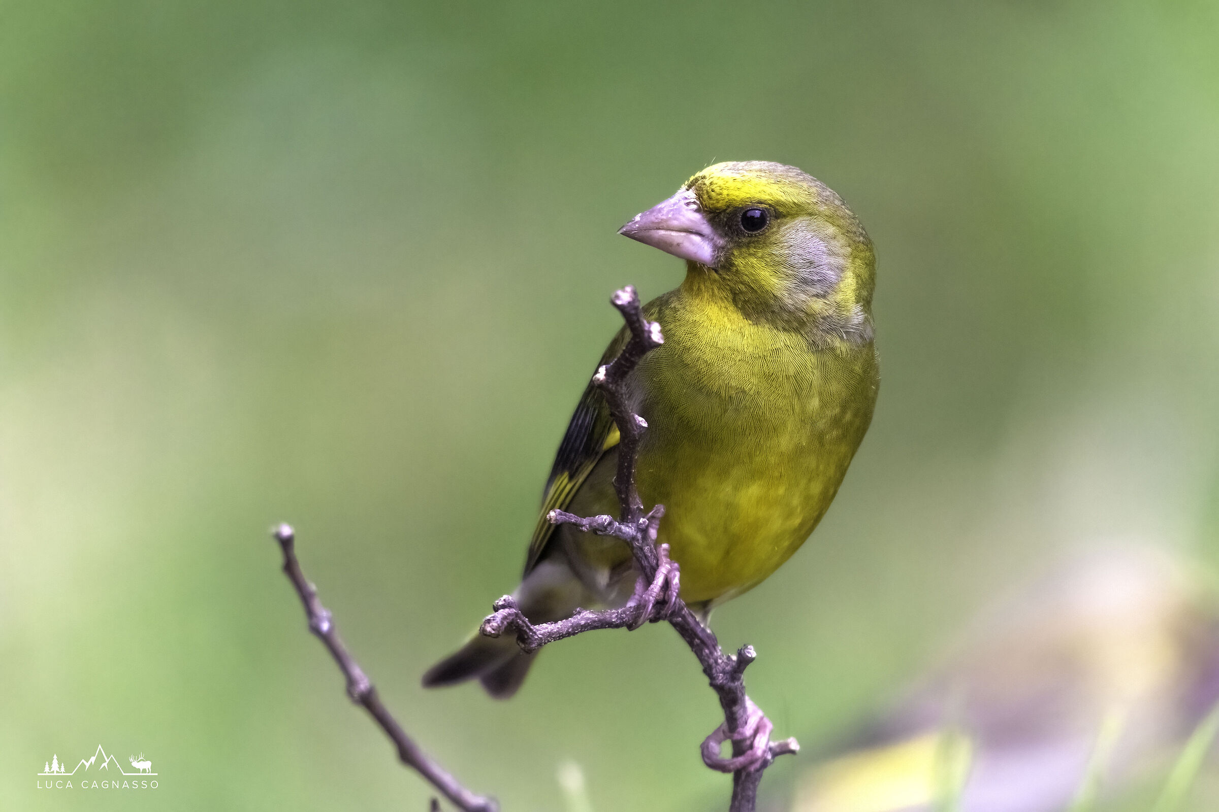 Greenfinch in spring environment...