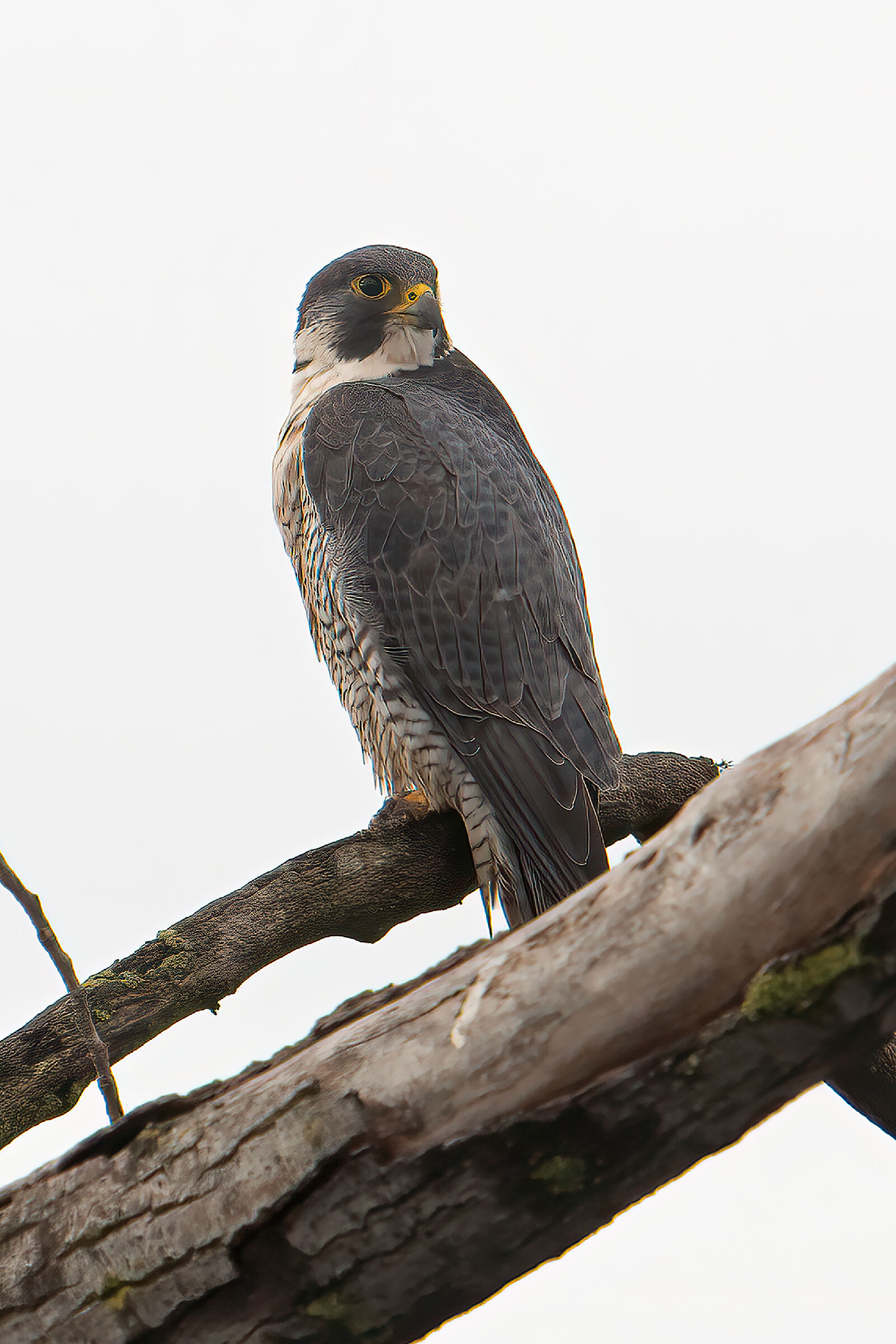peregrine...