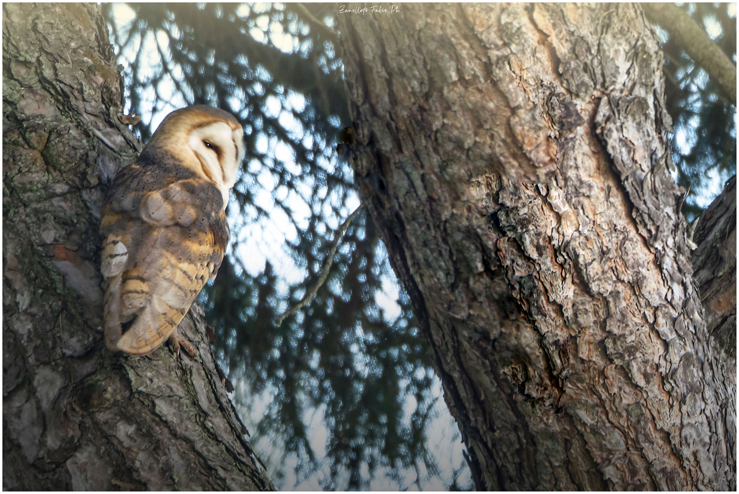 Barn owl on maritime pine...