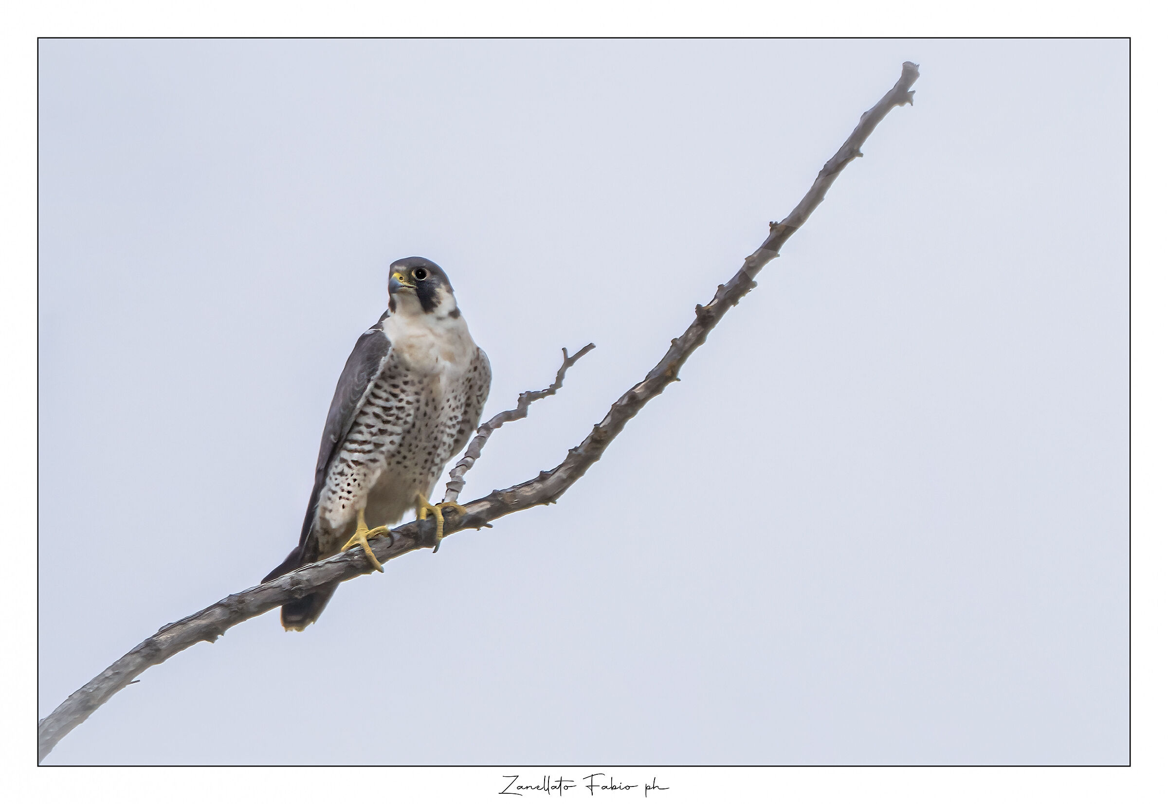 Falco peregrinus calidus - rare sighting in Italy...