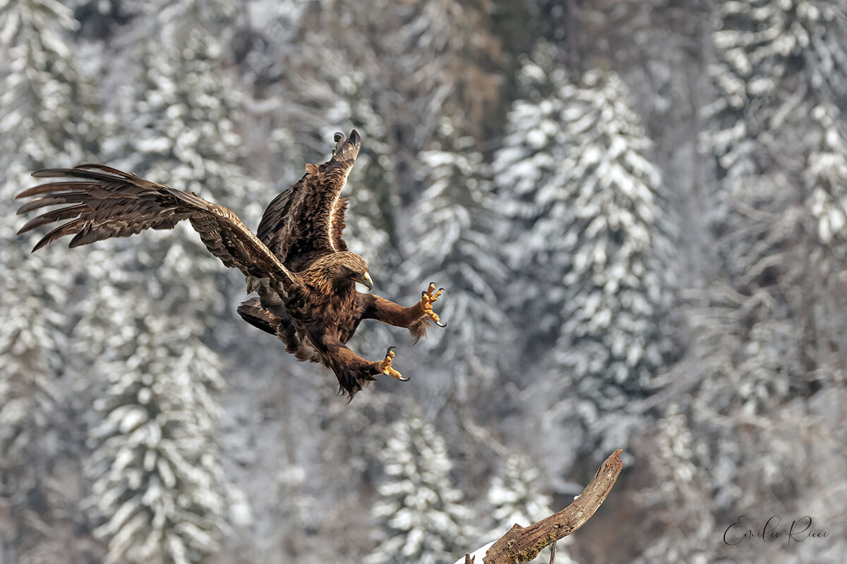 Golden Eagle - Italian Alps...