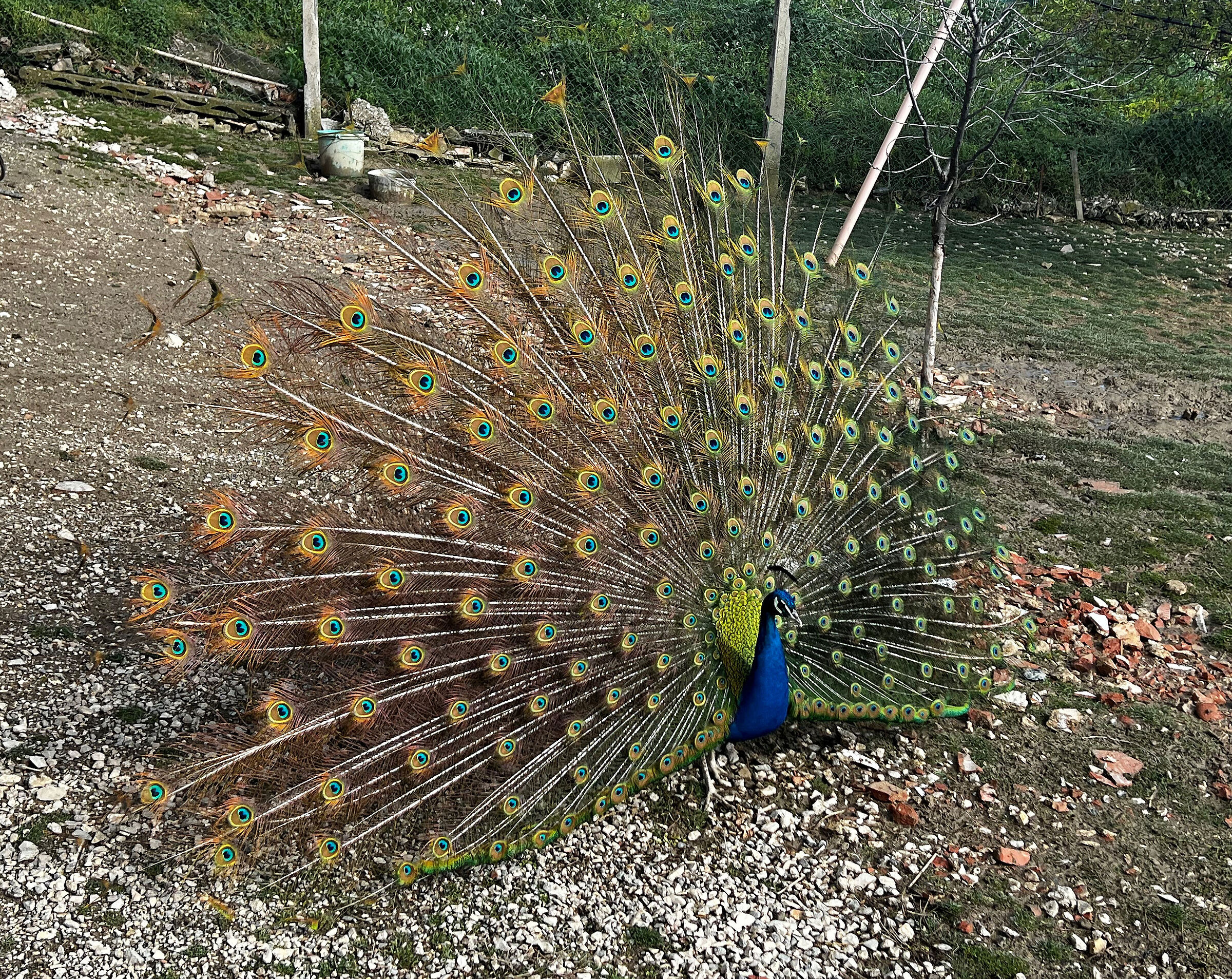 peacock...