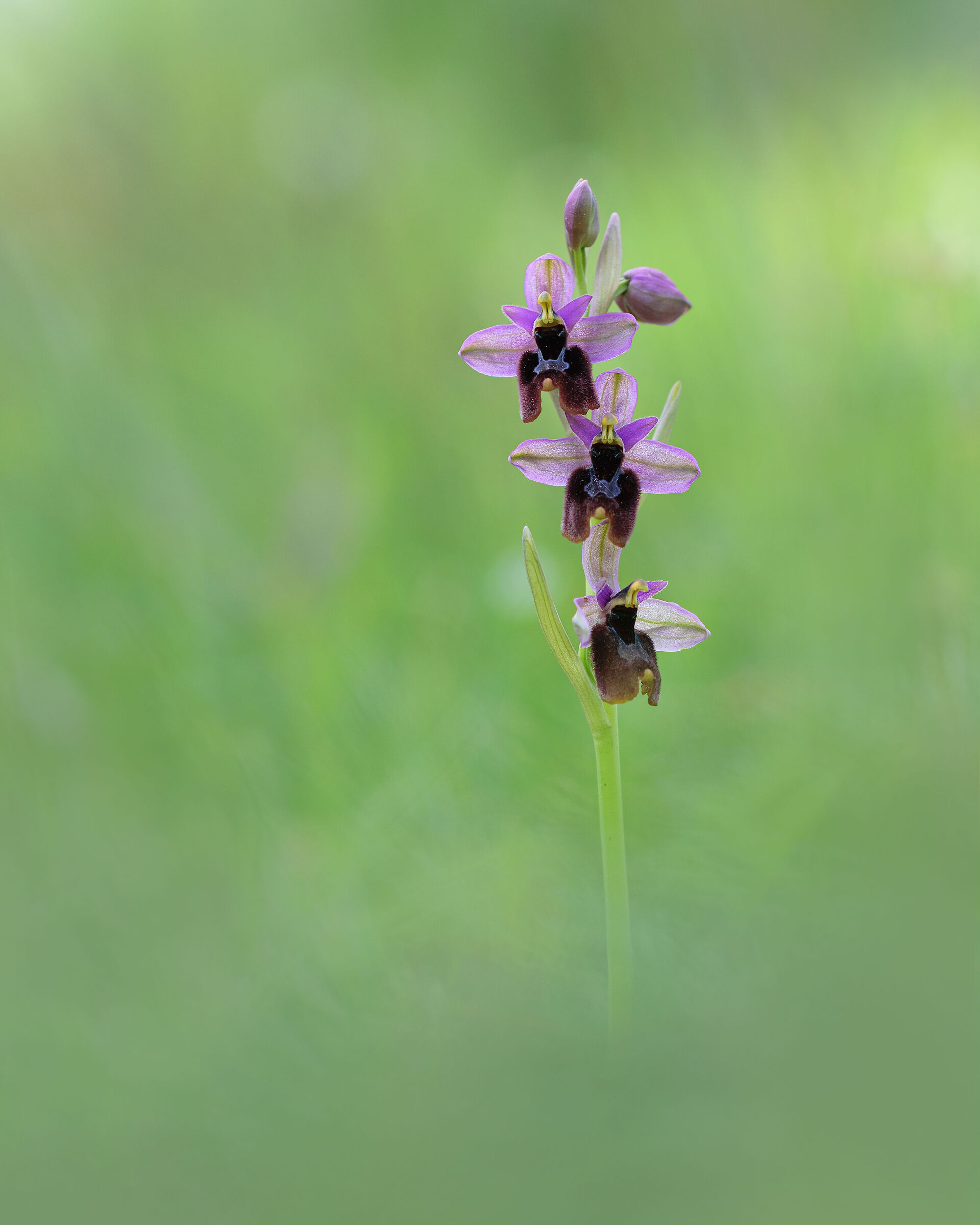 Ophrys x inzengae...
