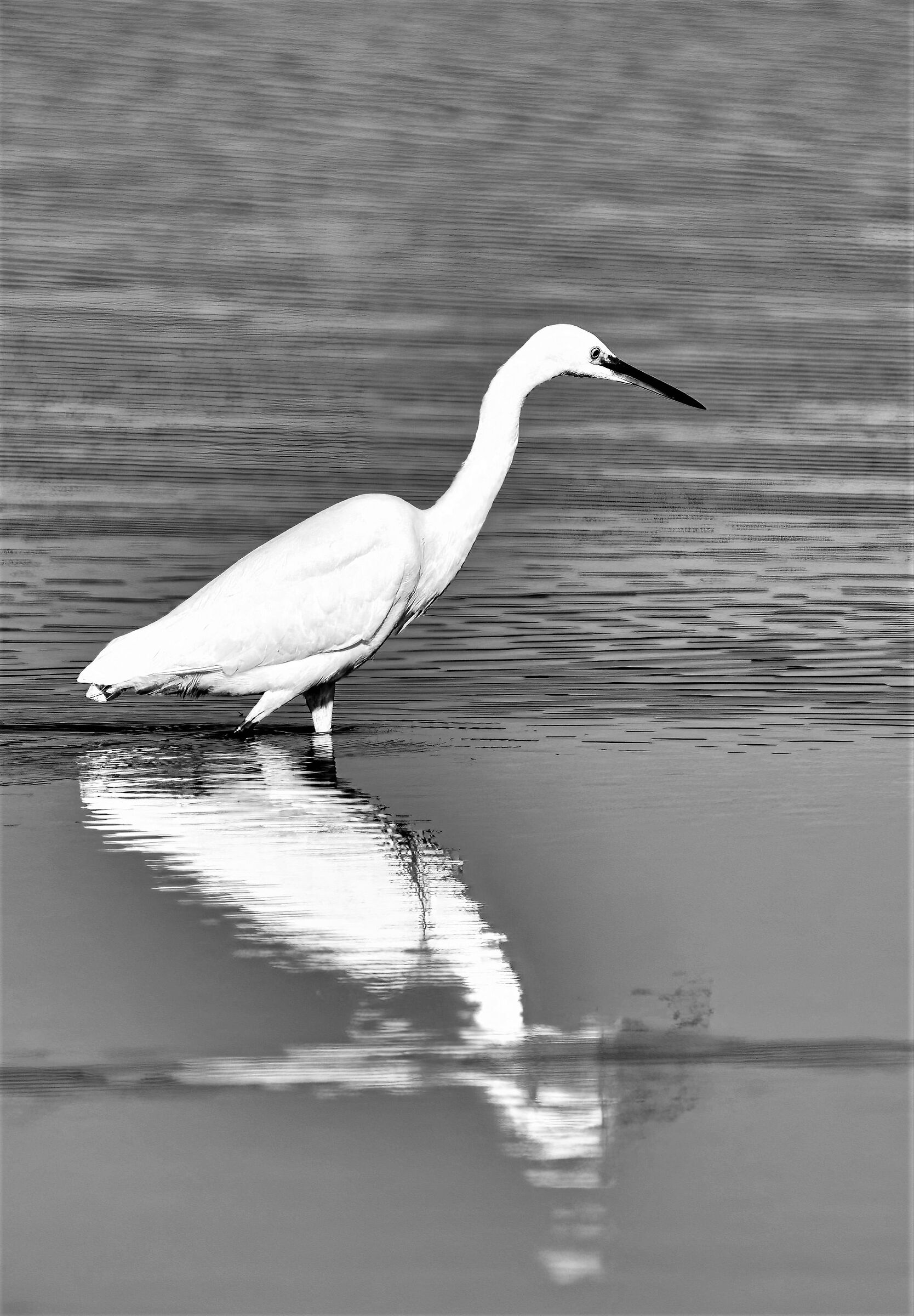 Egret patrolling on the ground...