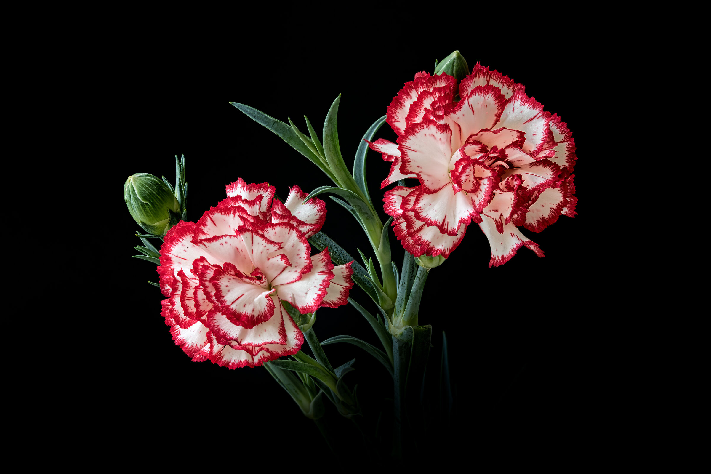 Carnations......