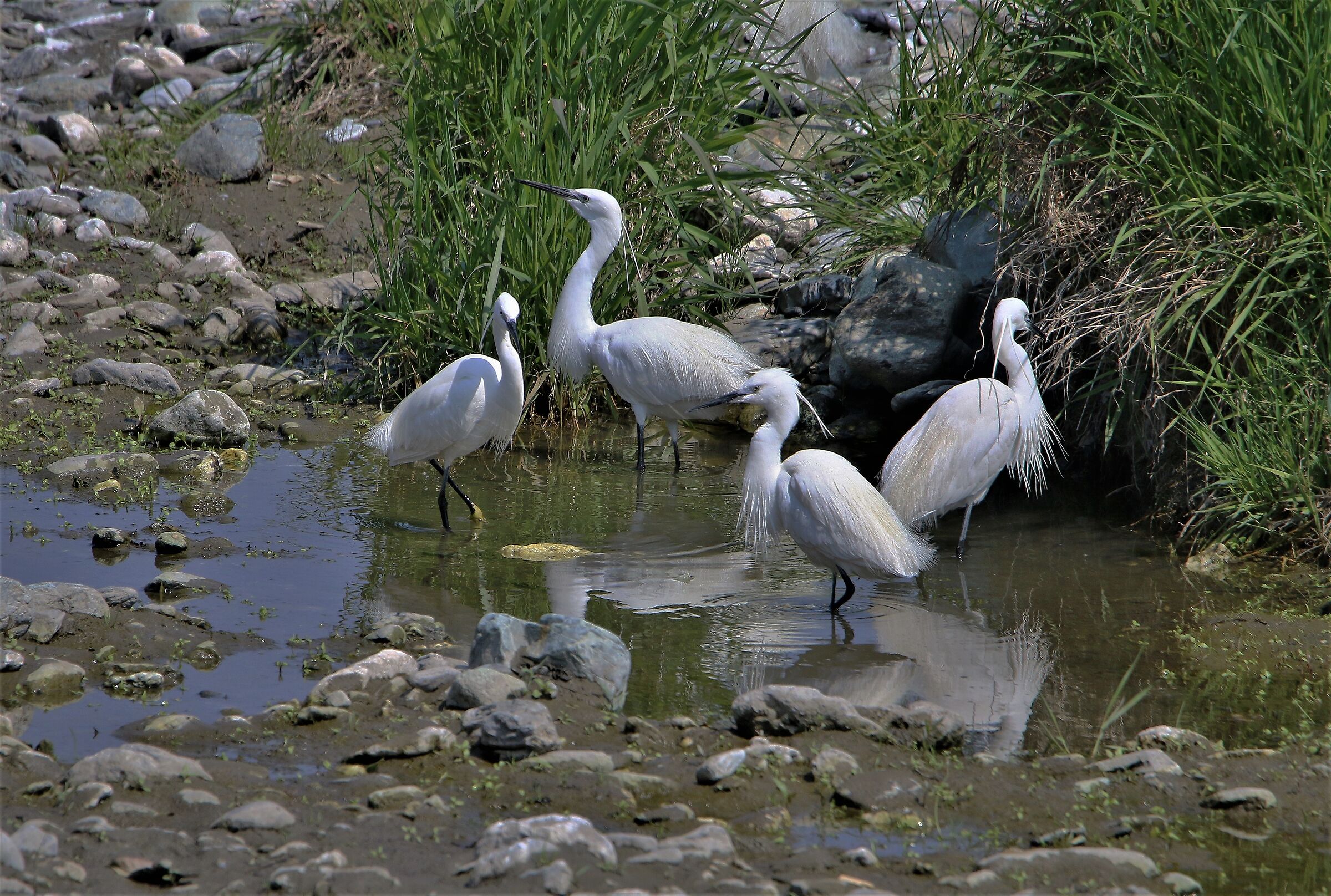 The pool of egrets...