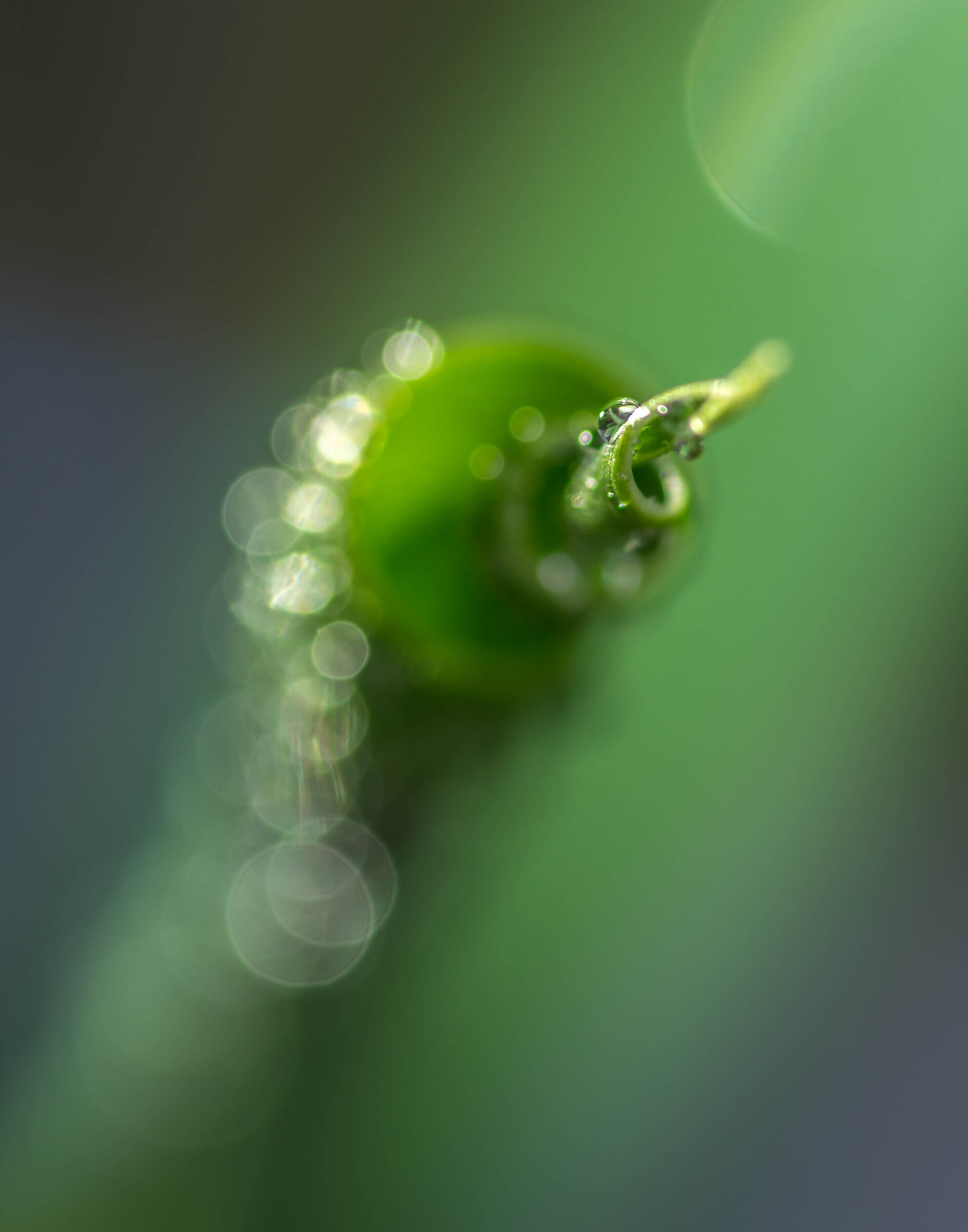 macro...