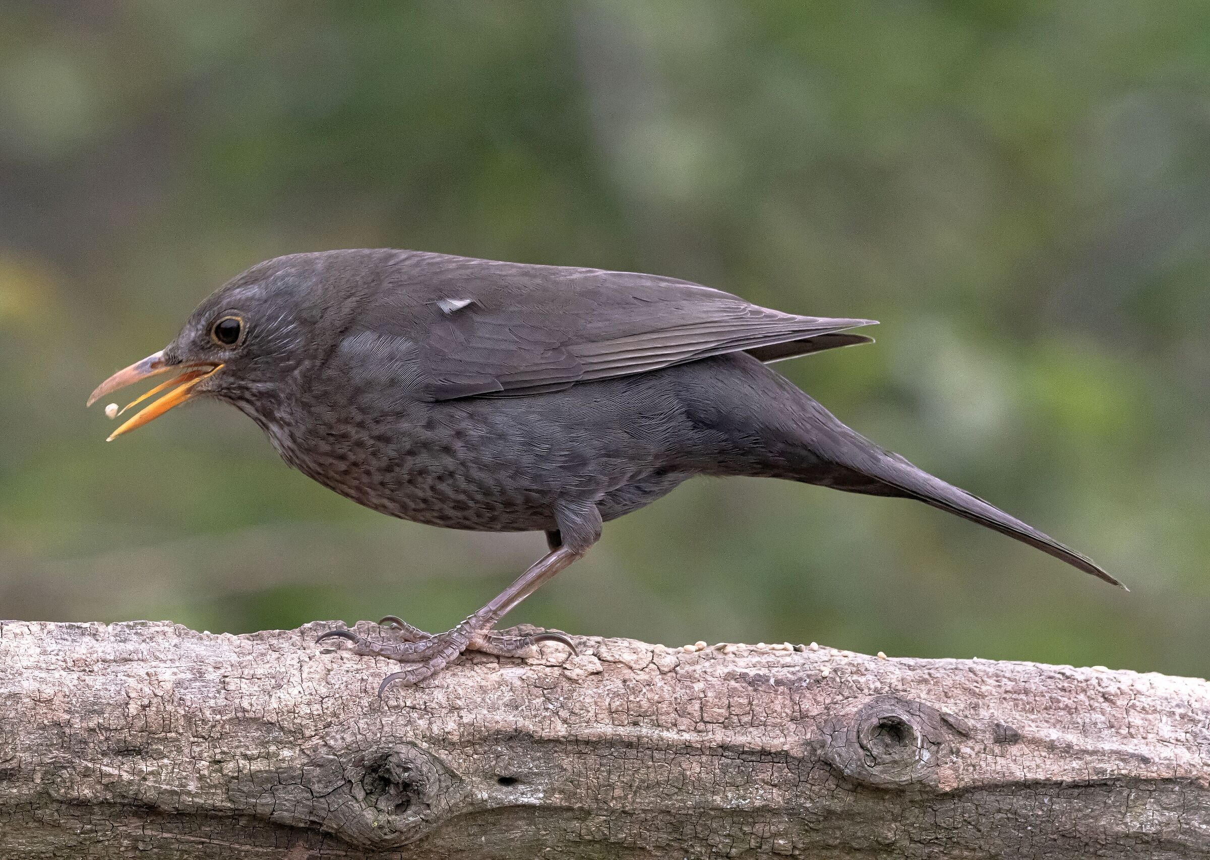 Female blackbird on manger Oasi Lipu 7/04/2022...