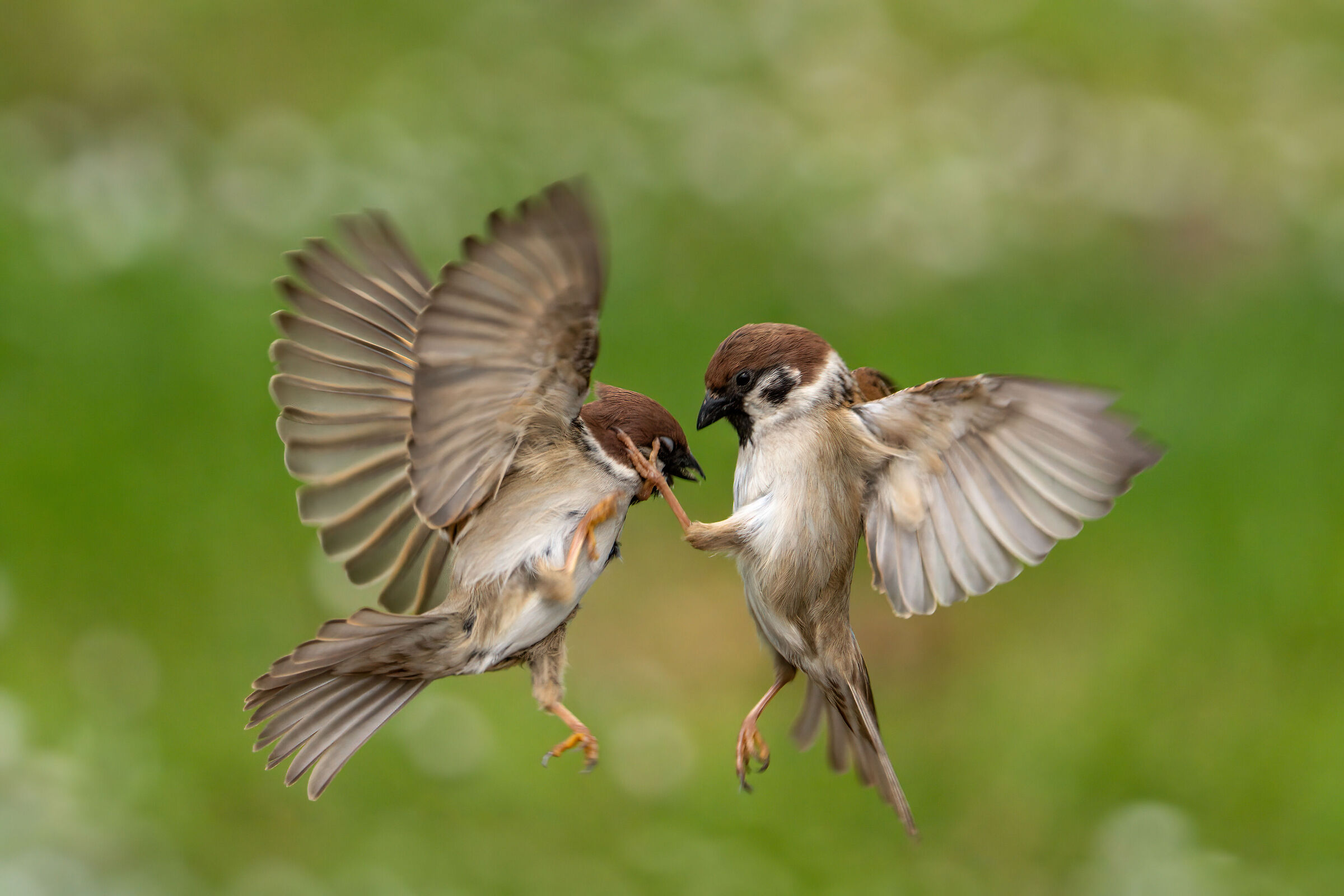 Sparrows fighting...