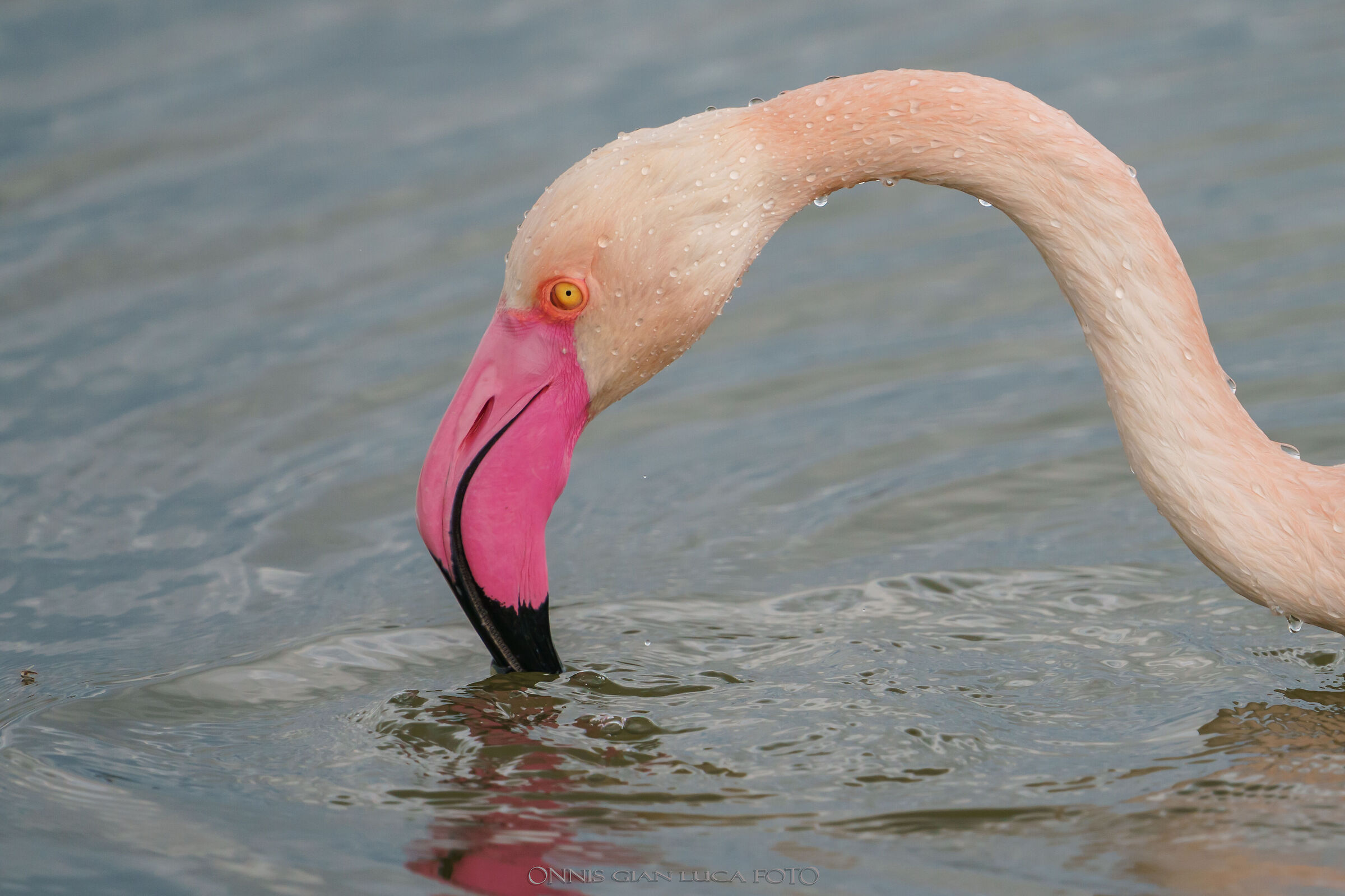 Flamingo ...