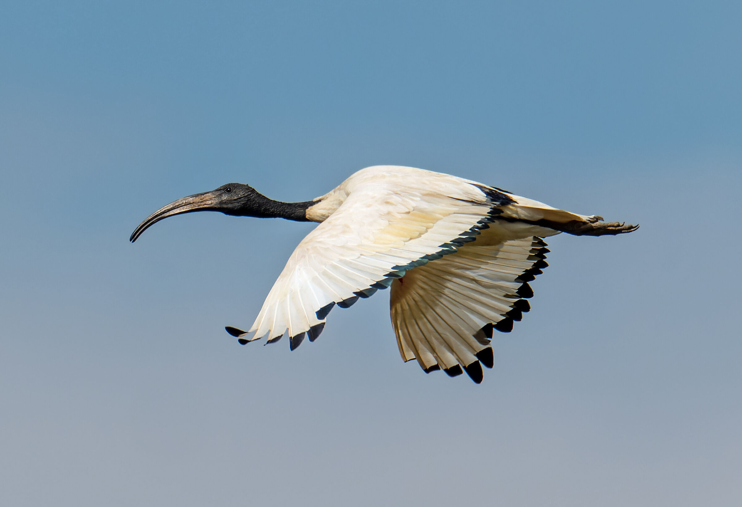 Il volo dell'ibis sacro...