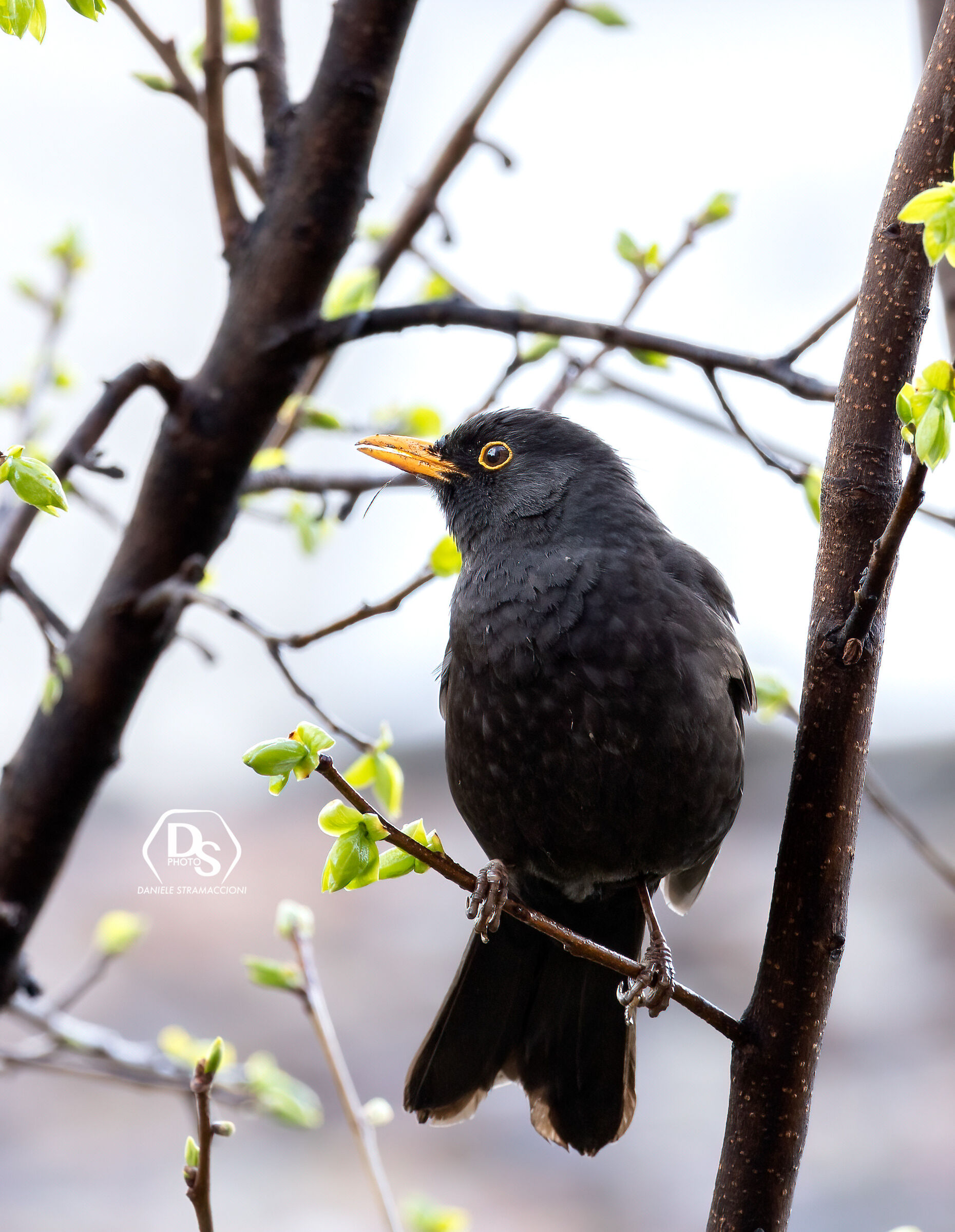 Blackbird ...