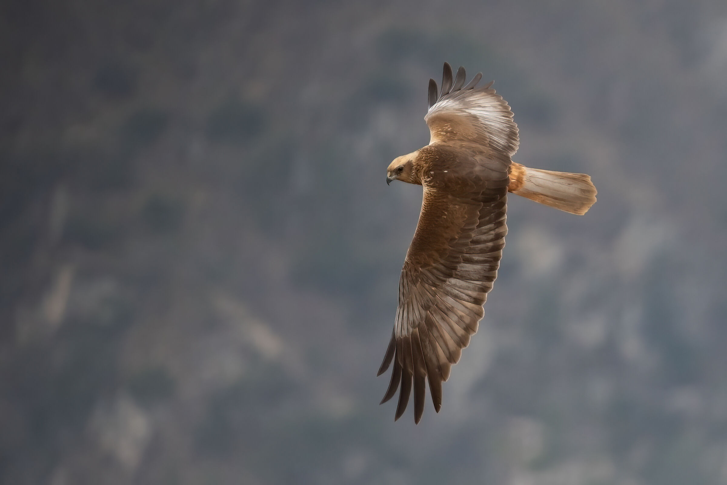 Falco di palude...