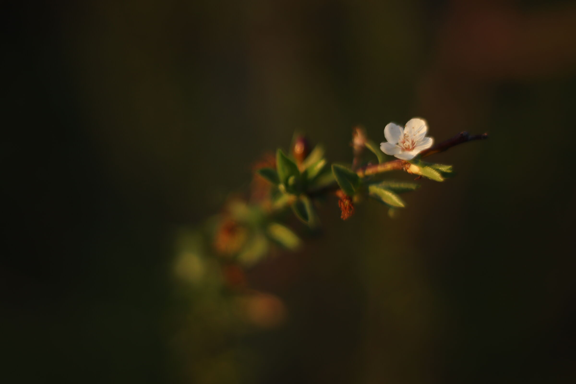 Flowers and Plants...