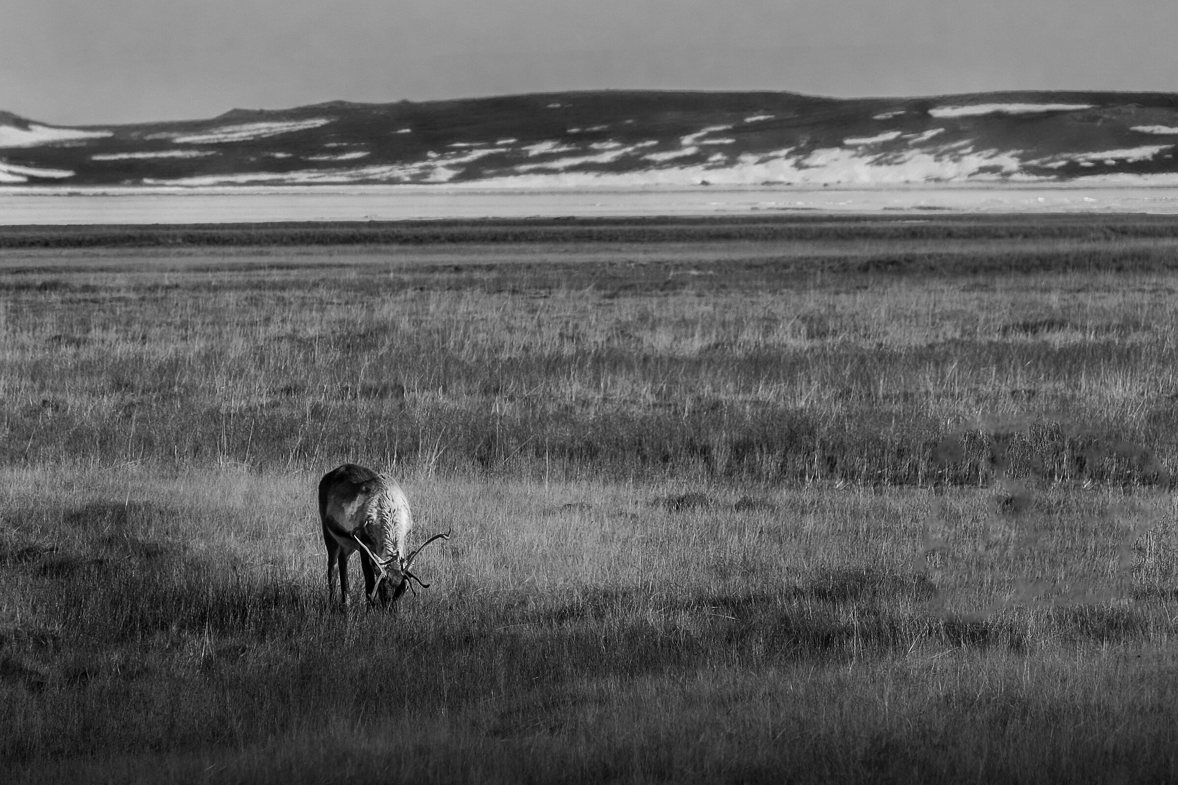 Icelandic Deer...