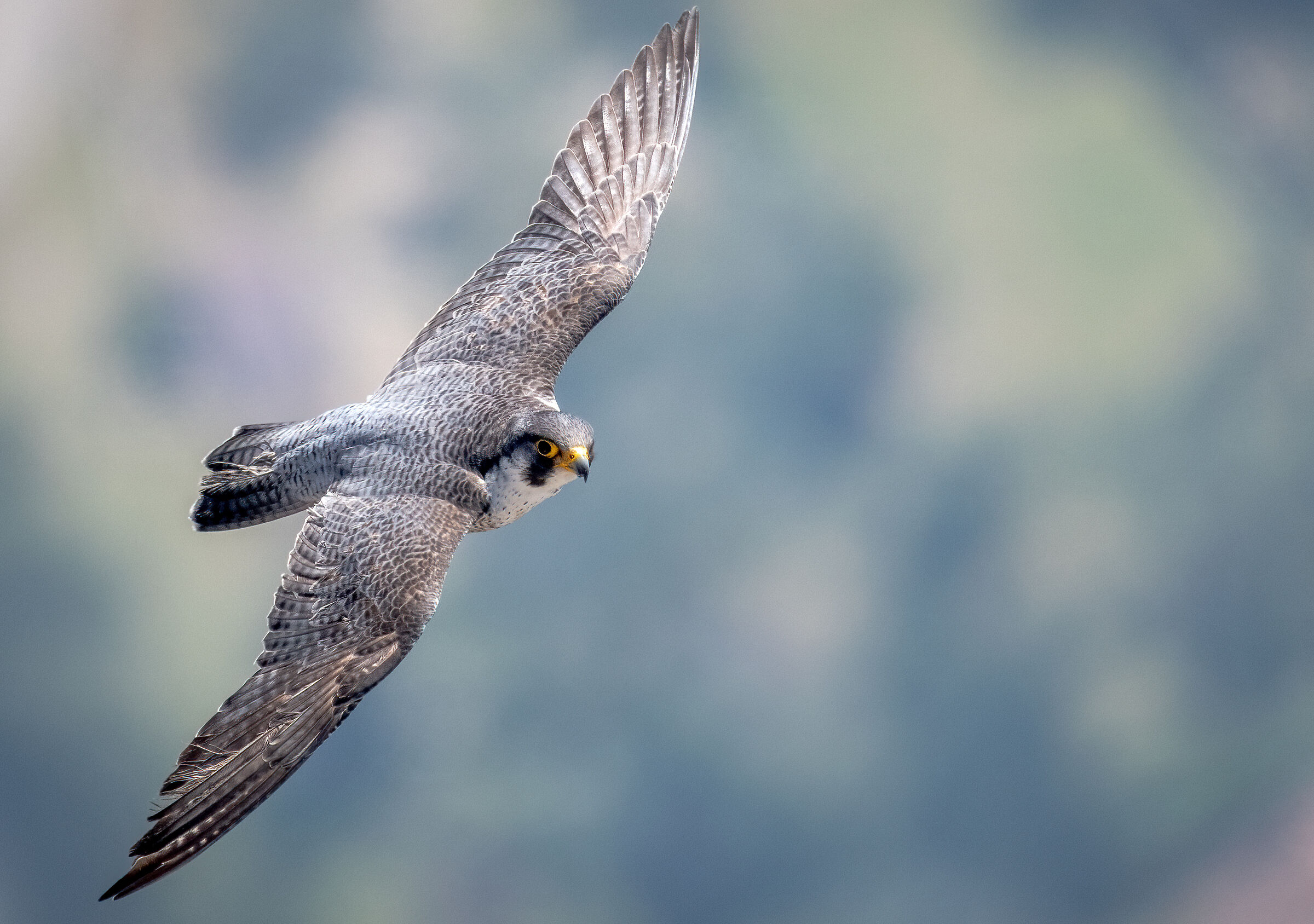 Peregrine falcon in flight...