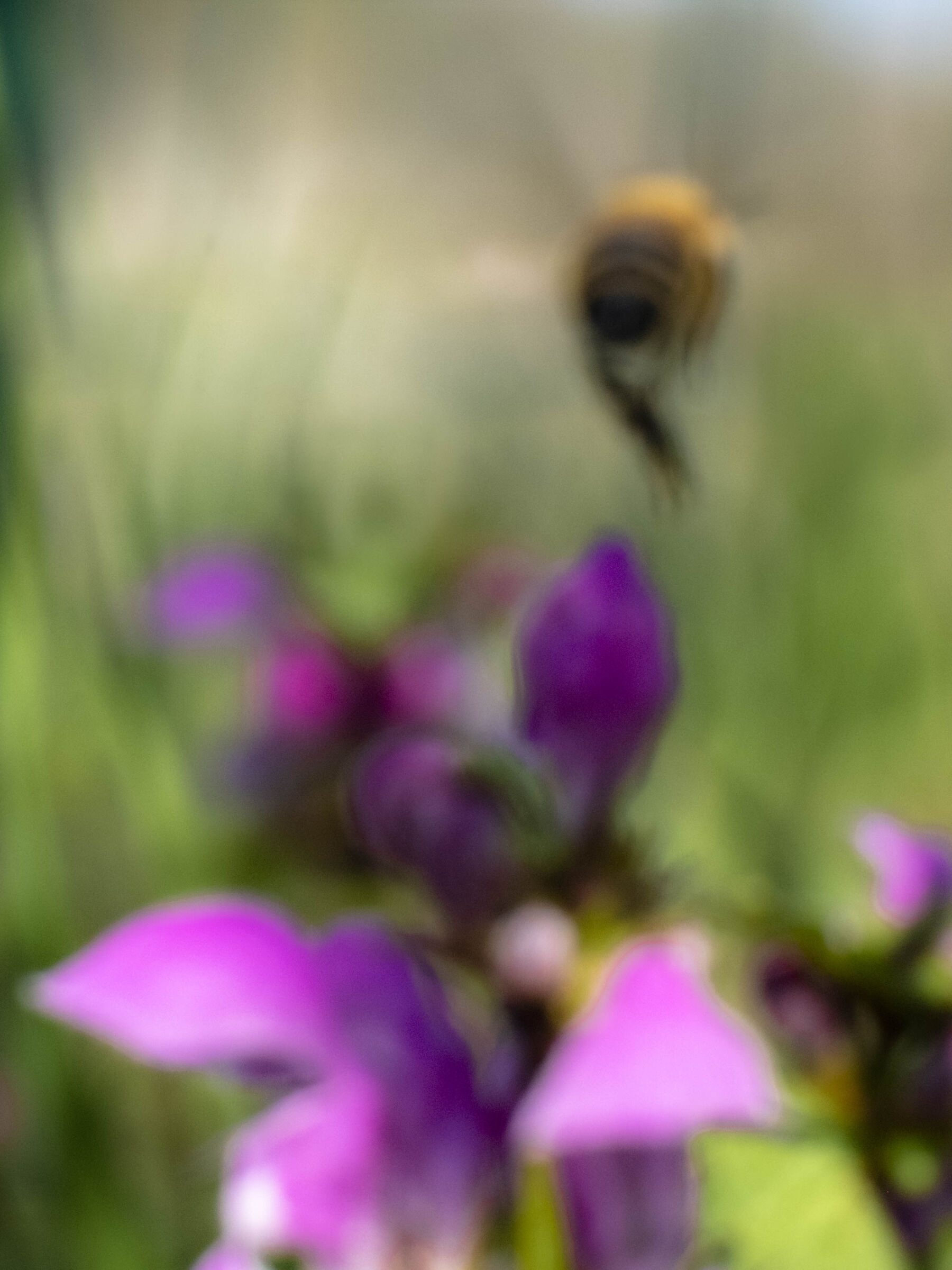 Bees&flowers...