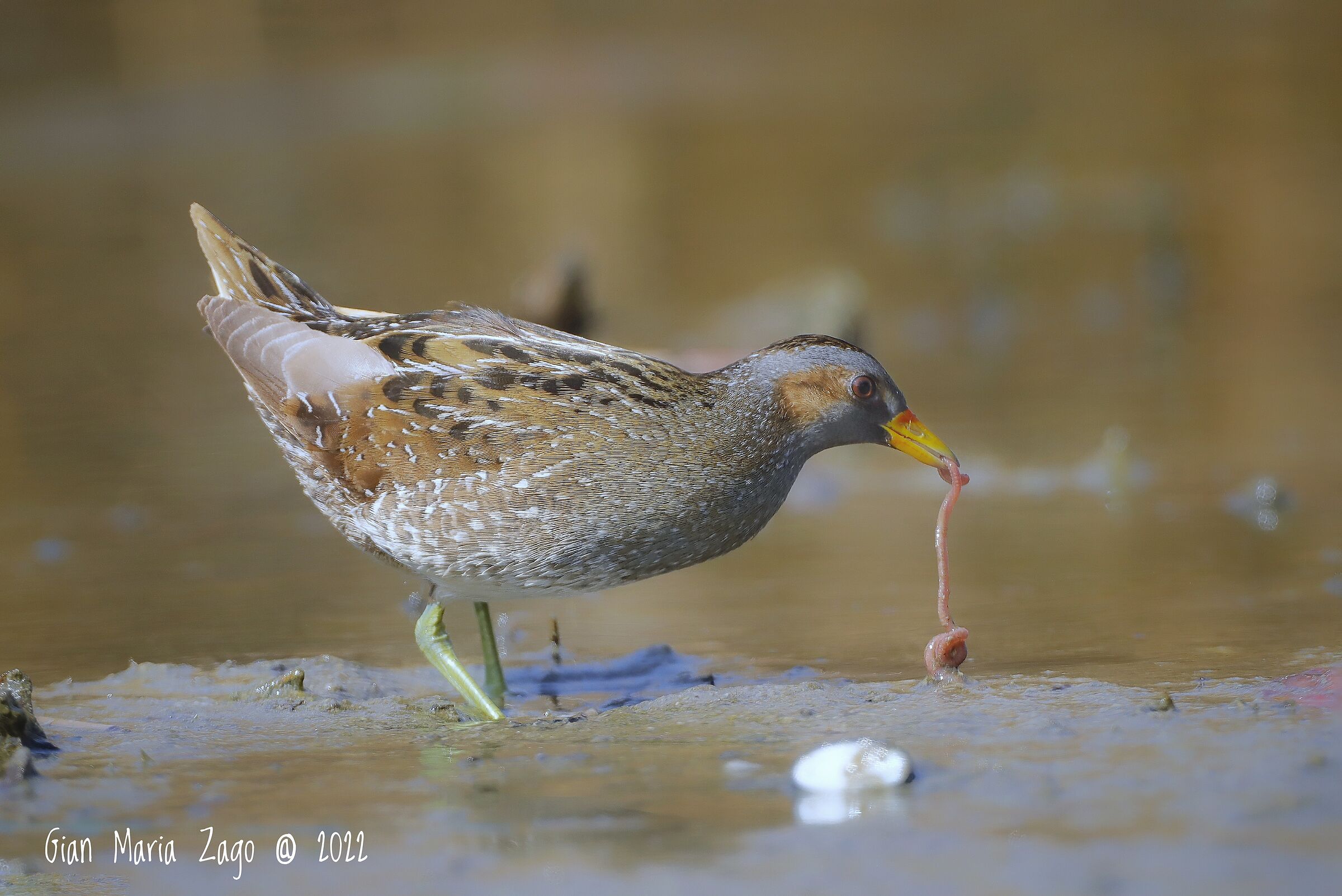 Spotted crake ...