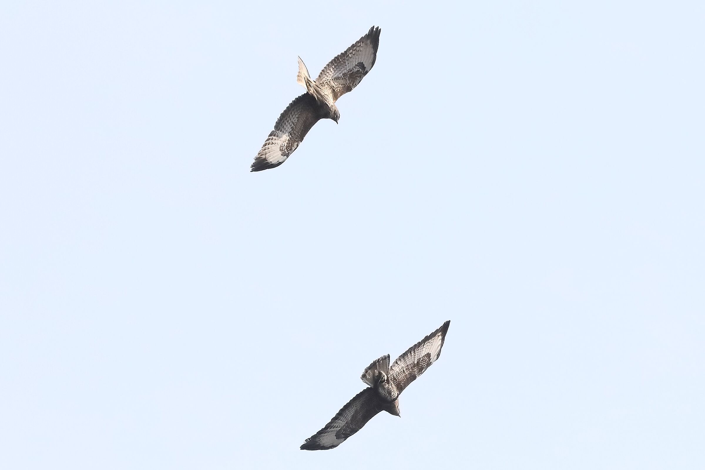 Buzzard 27-03-2022...