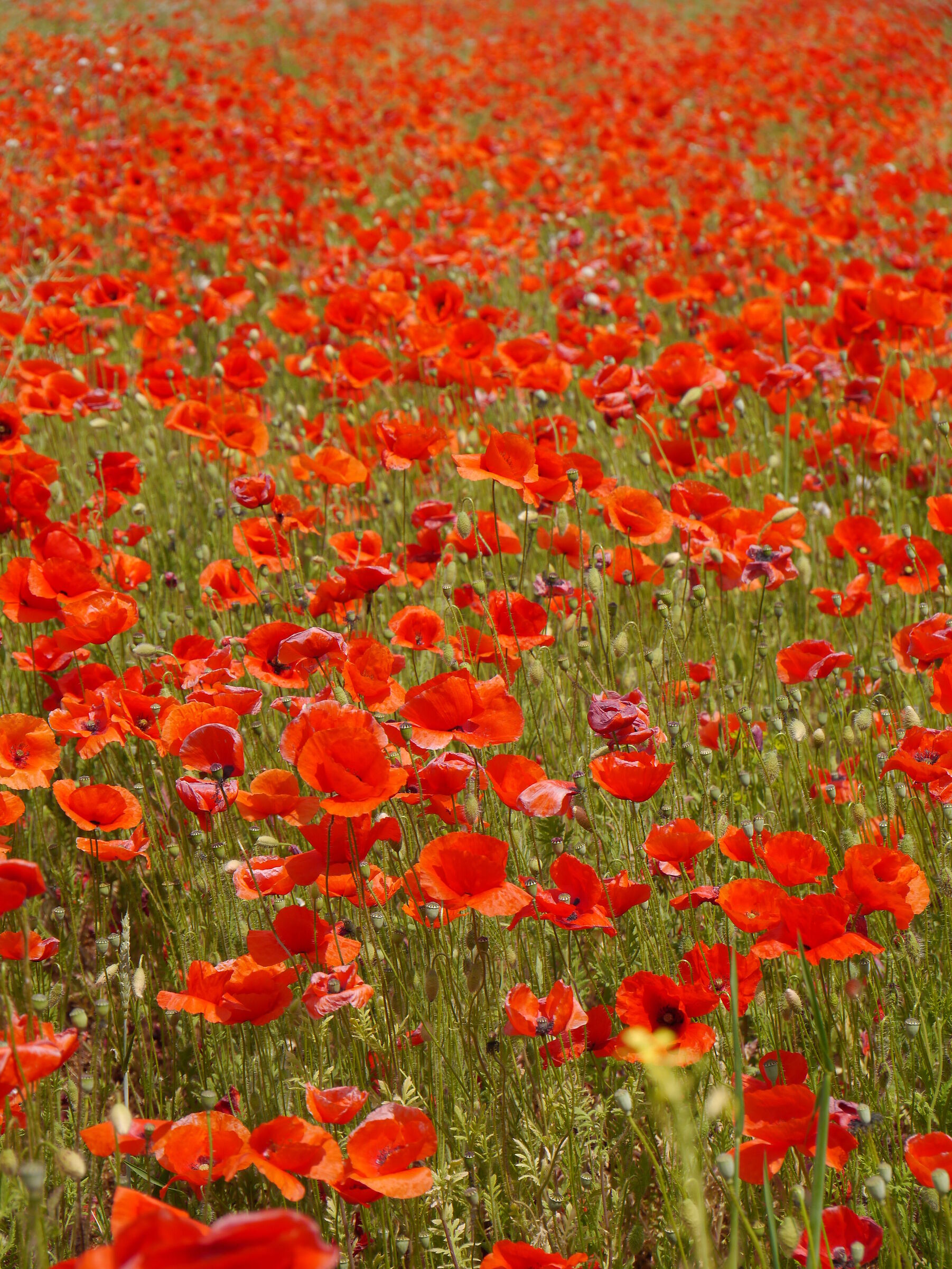 they are a thousand red poppies......