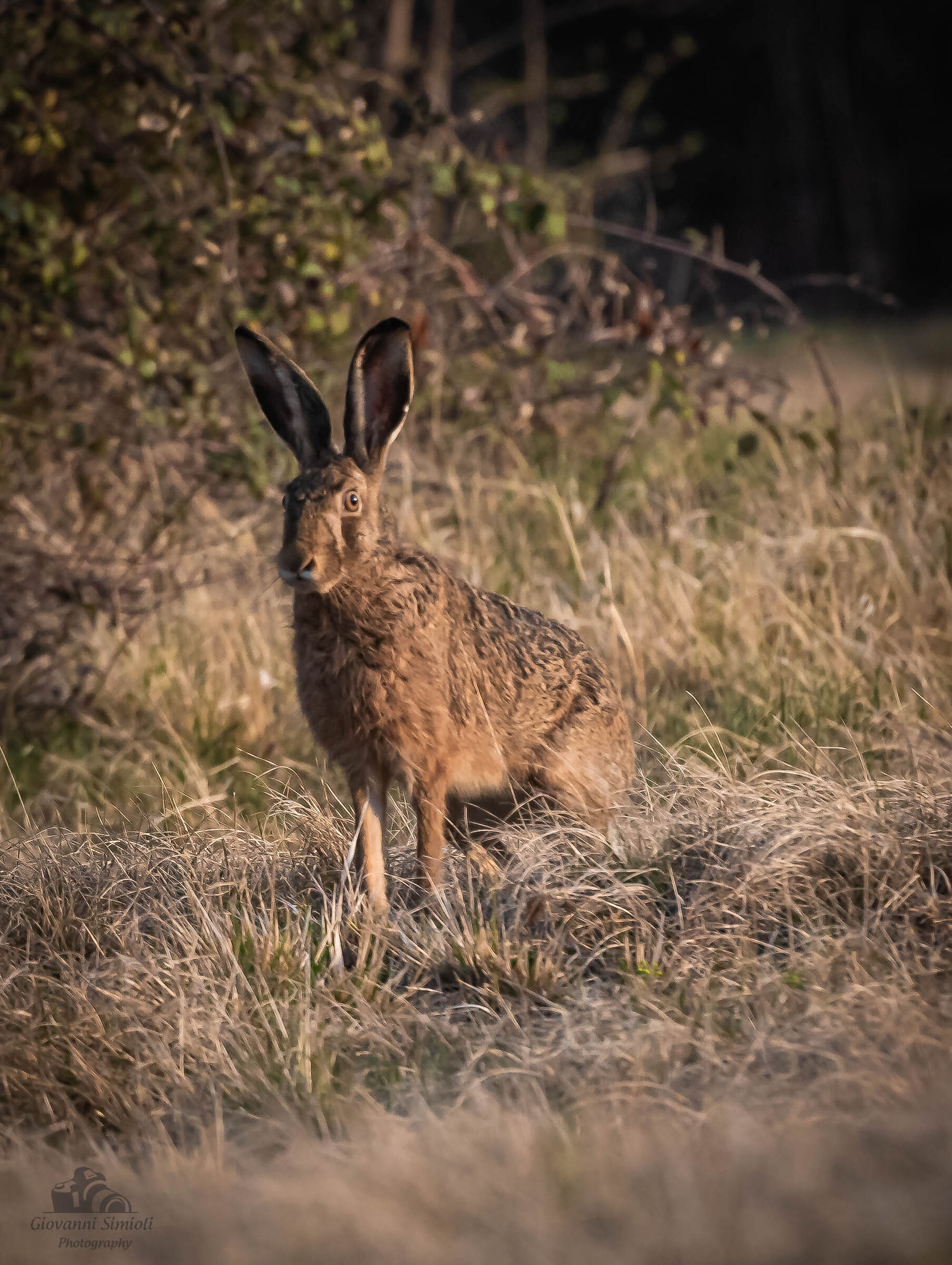Hare at dawn...
