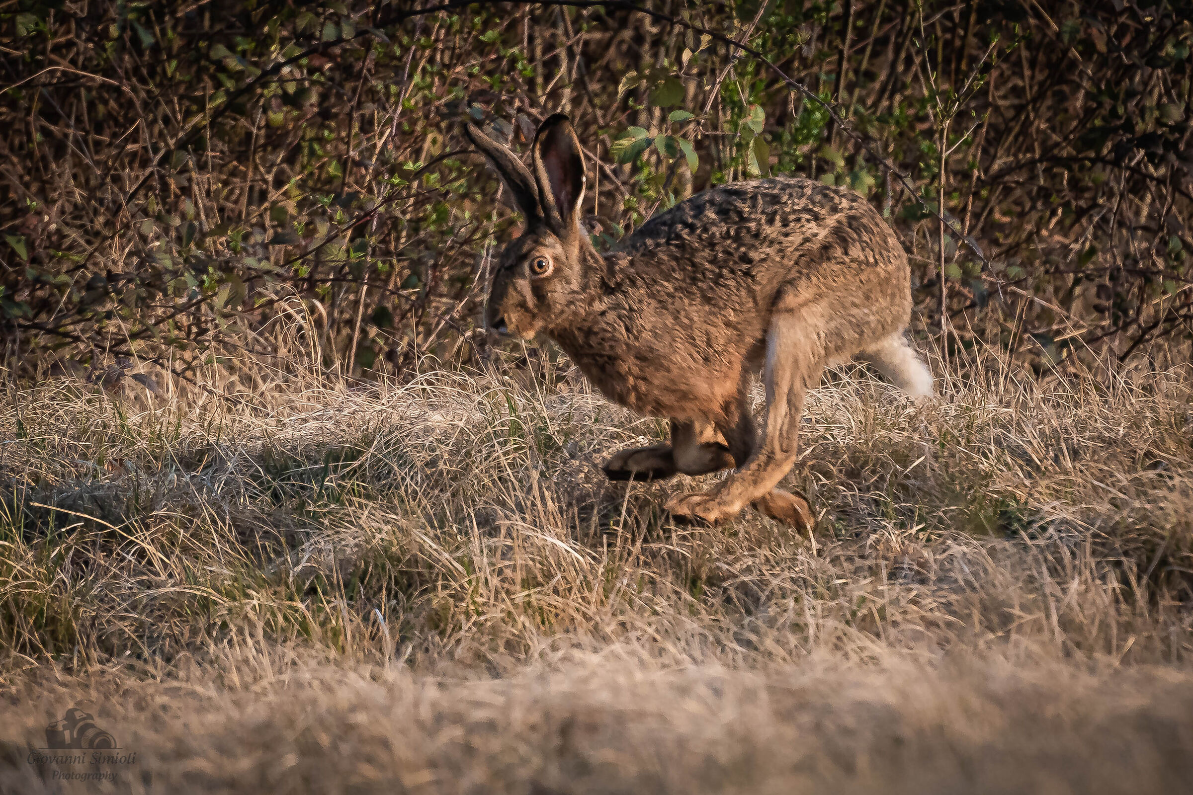 Hare at dawn...