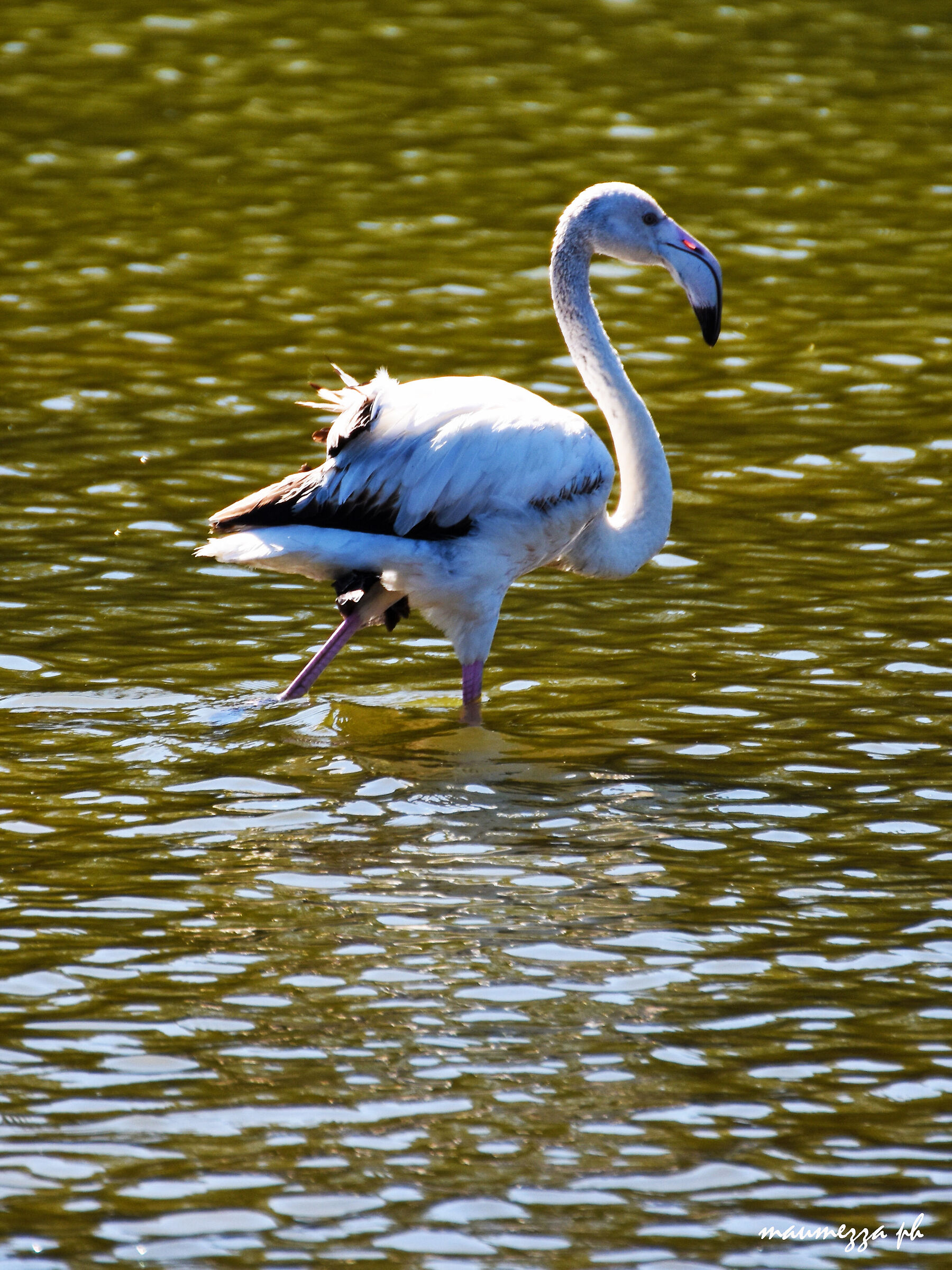 Flamingo... in Marzamemi...