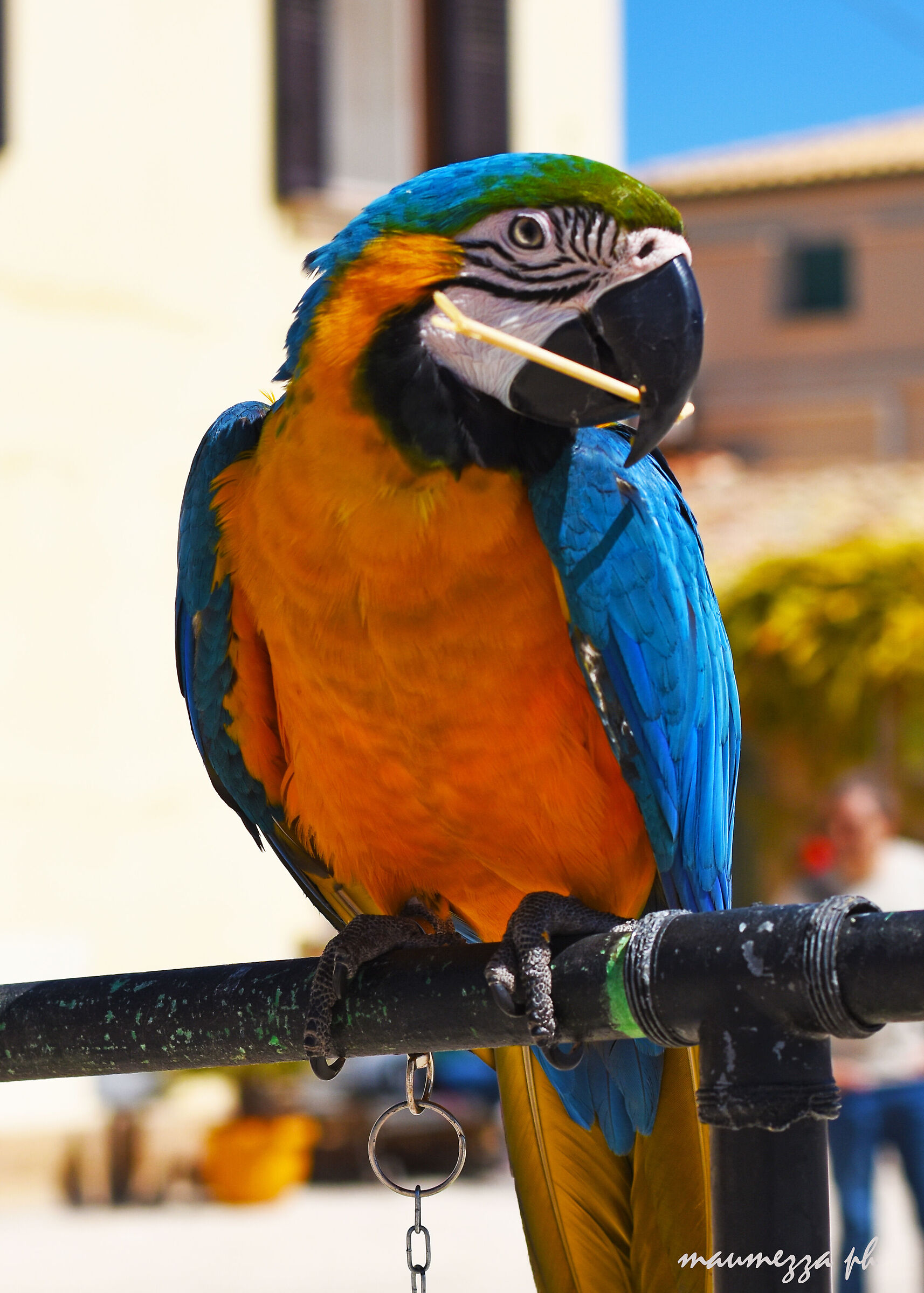 street parrot...