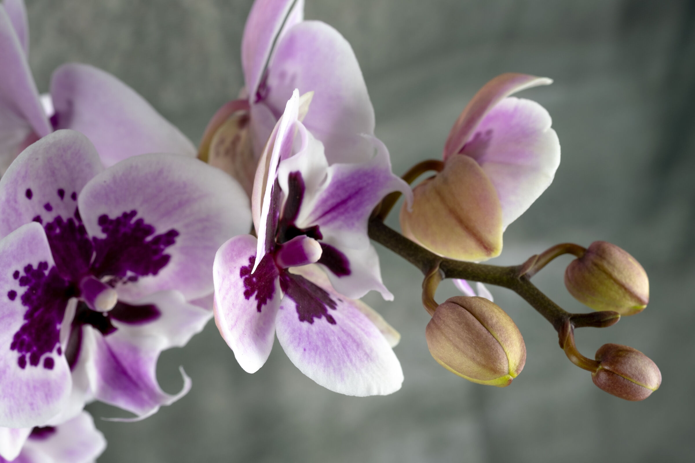 Orchidea selvaggia...