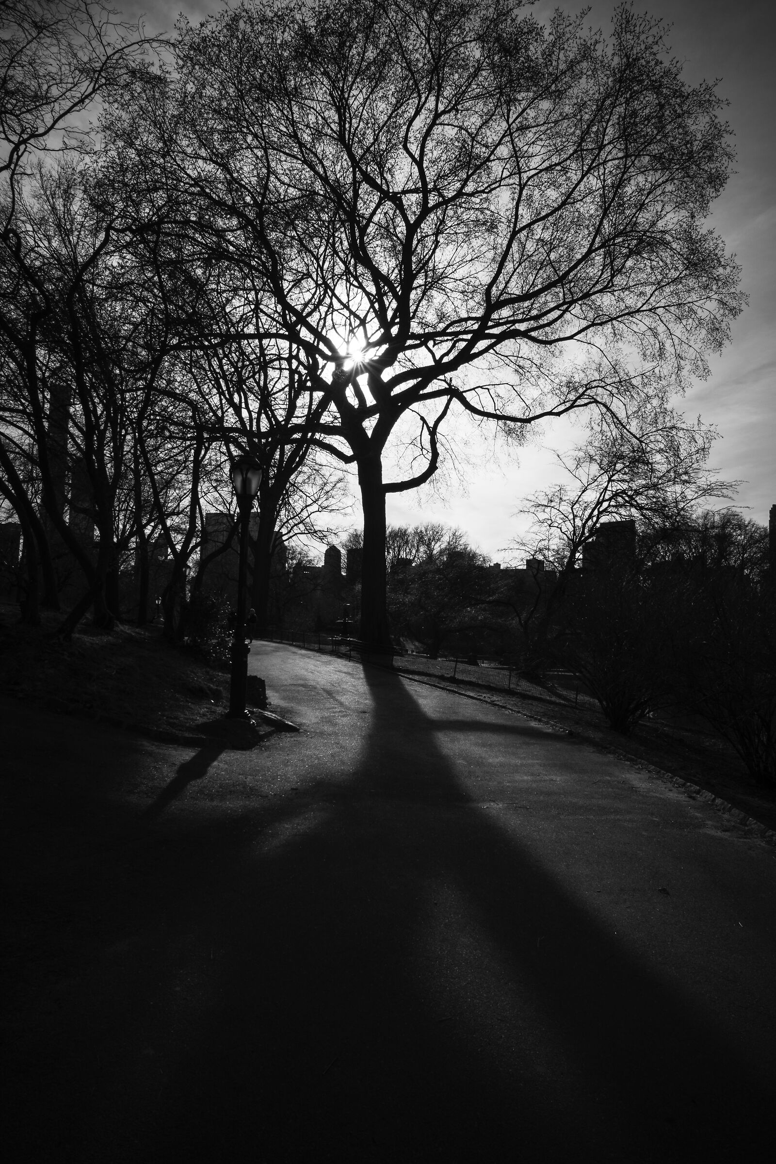 Central Park: A tree...