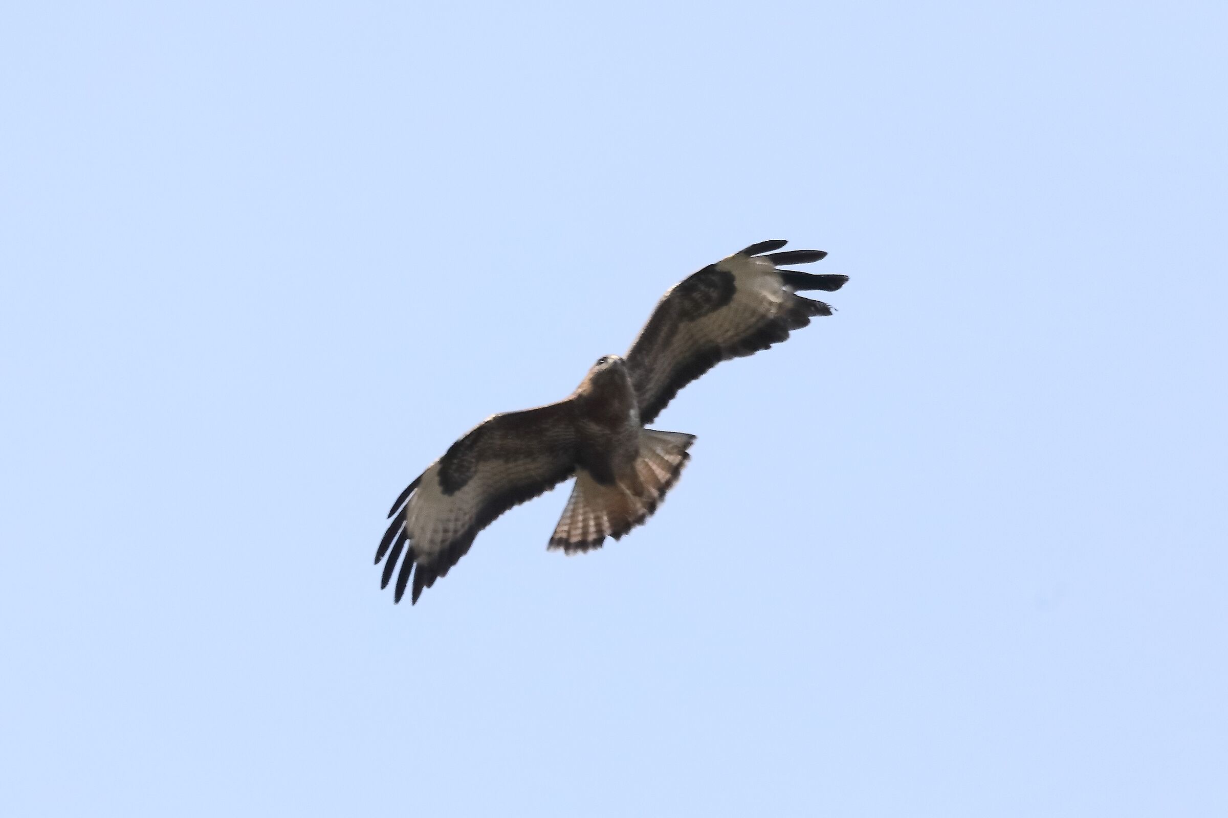 Buzzard 27-03-2022...