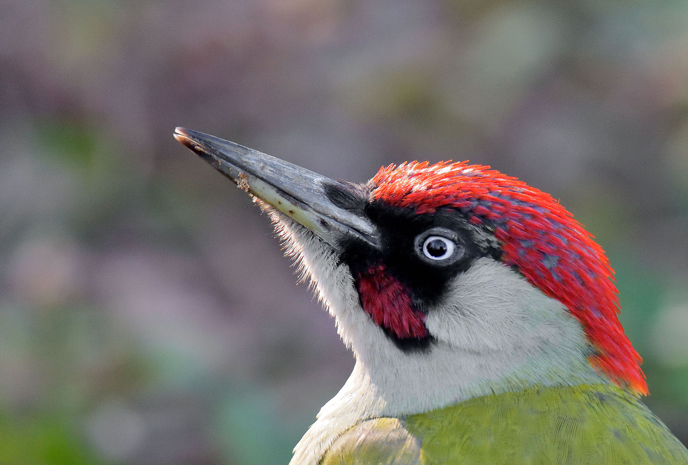 male green woodpecker card photo...