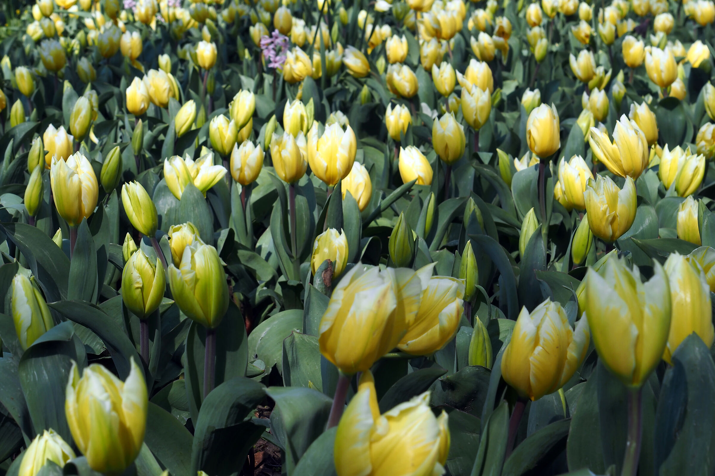 The tulips of Pralormo...