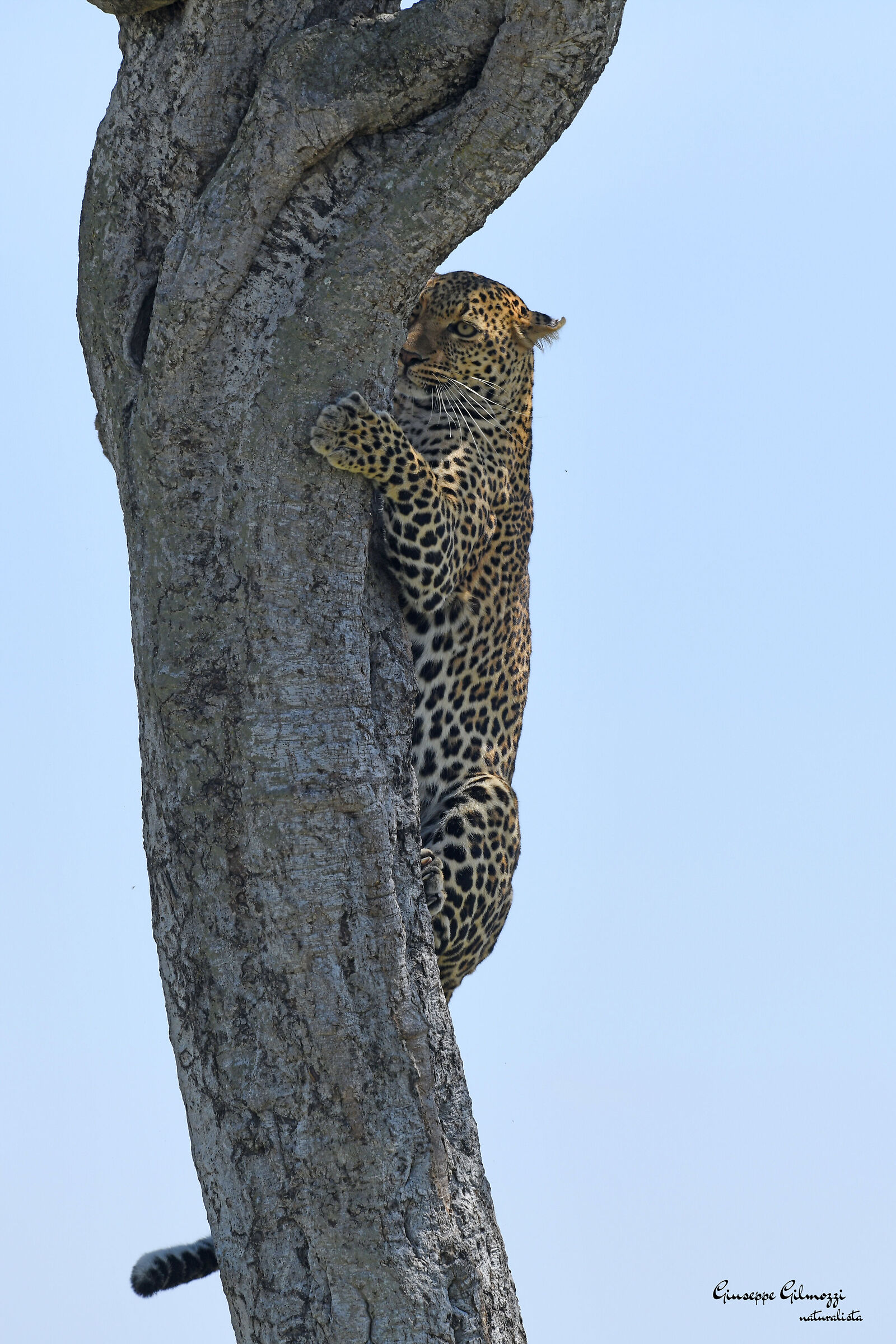 Leopard...
