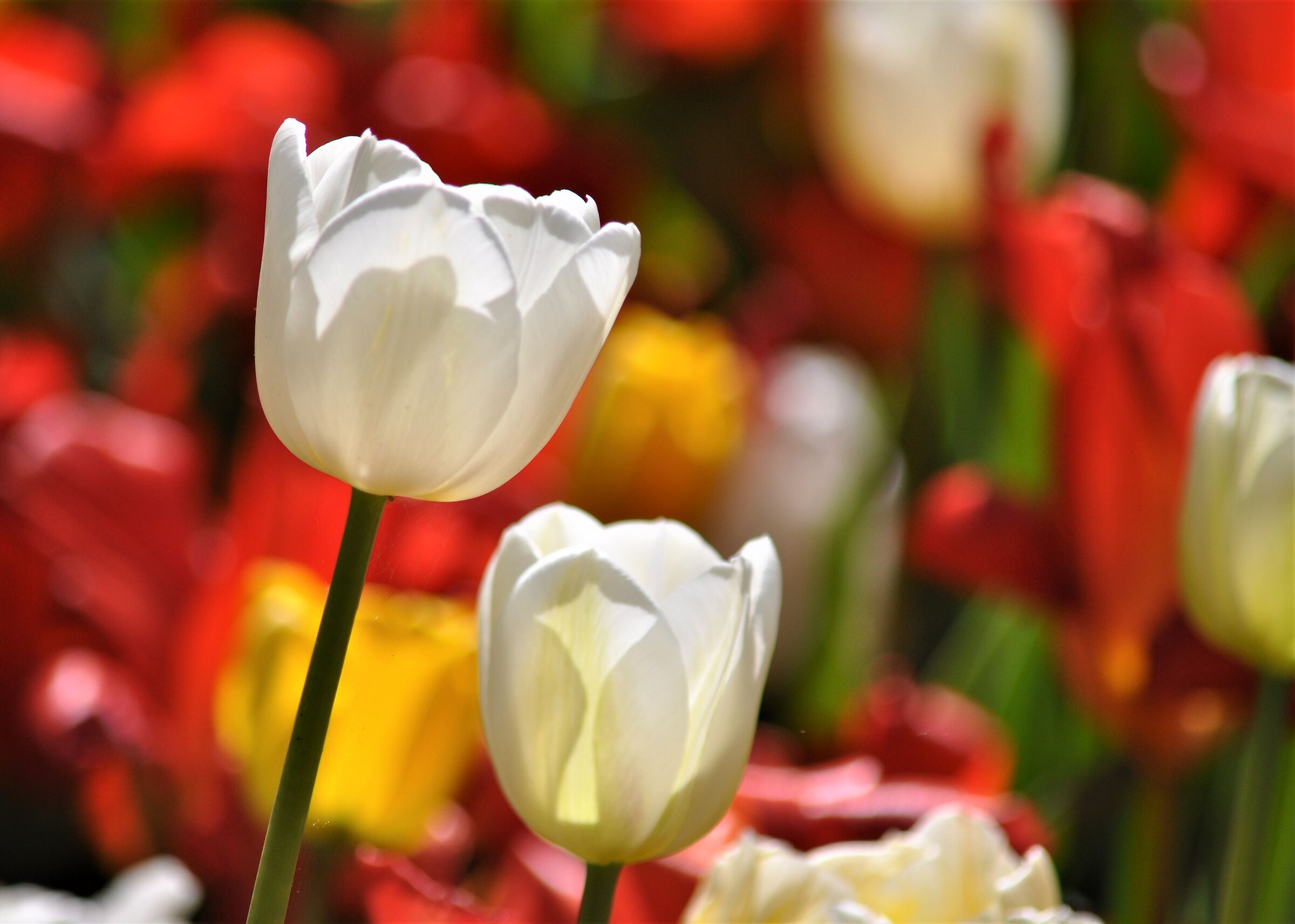 Tulips in Pralormo ...