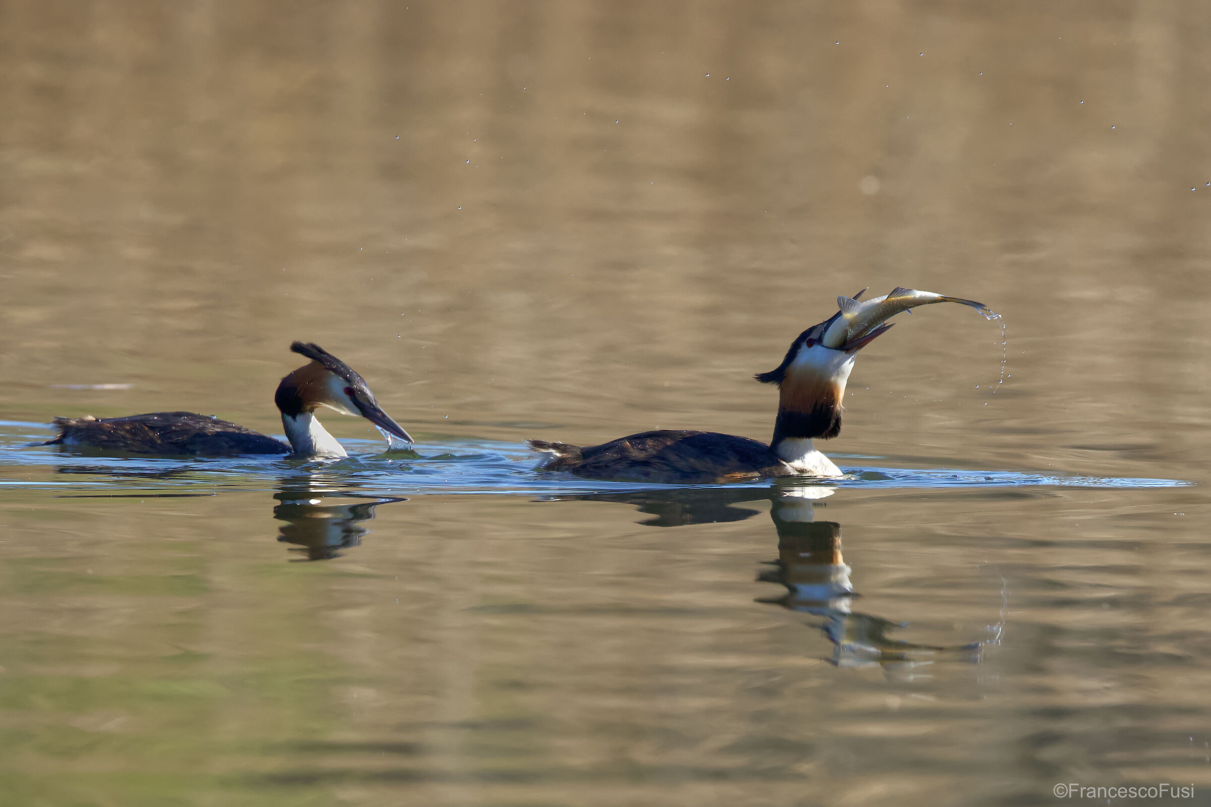 Pair of Great Grebes....