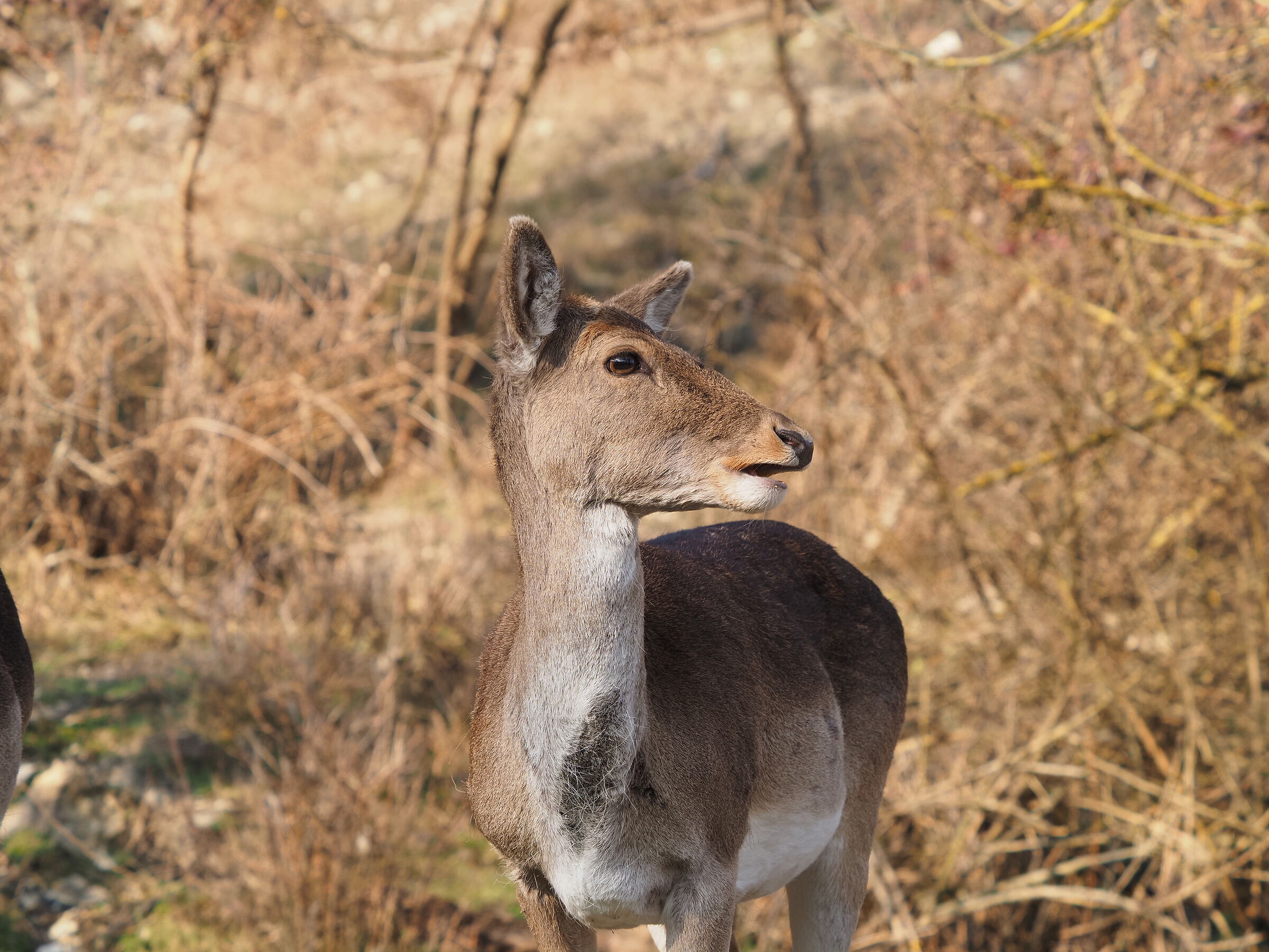 Female fellow Deer ...