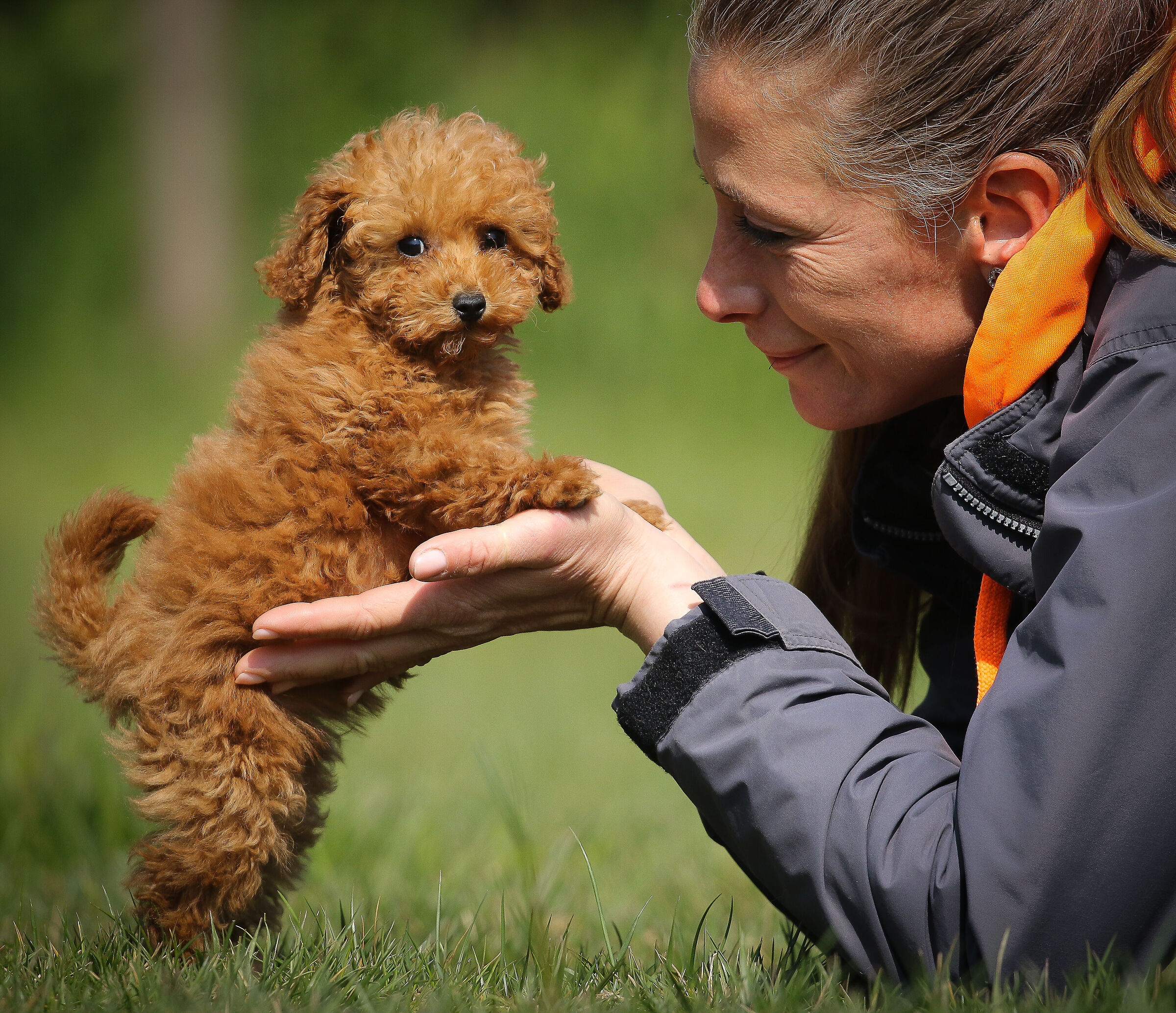 Dwarf poodle...