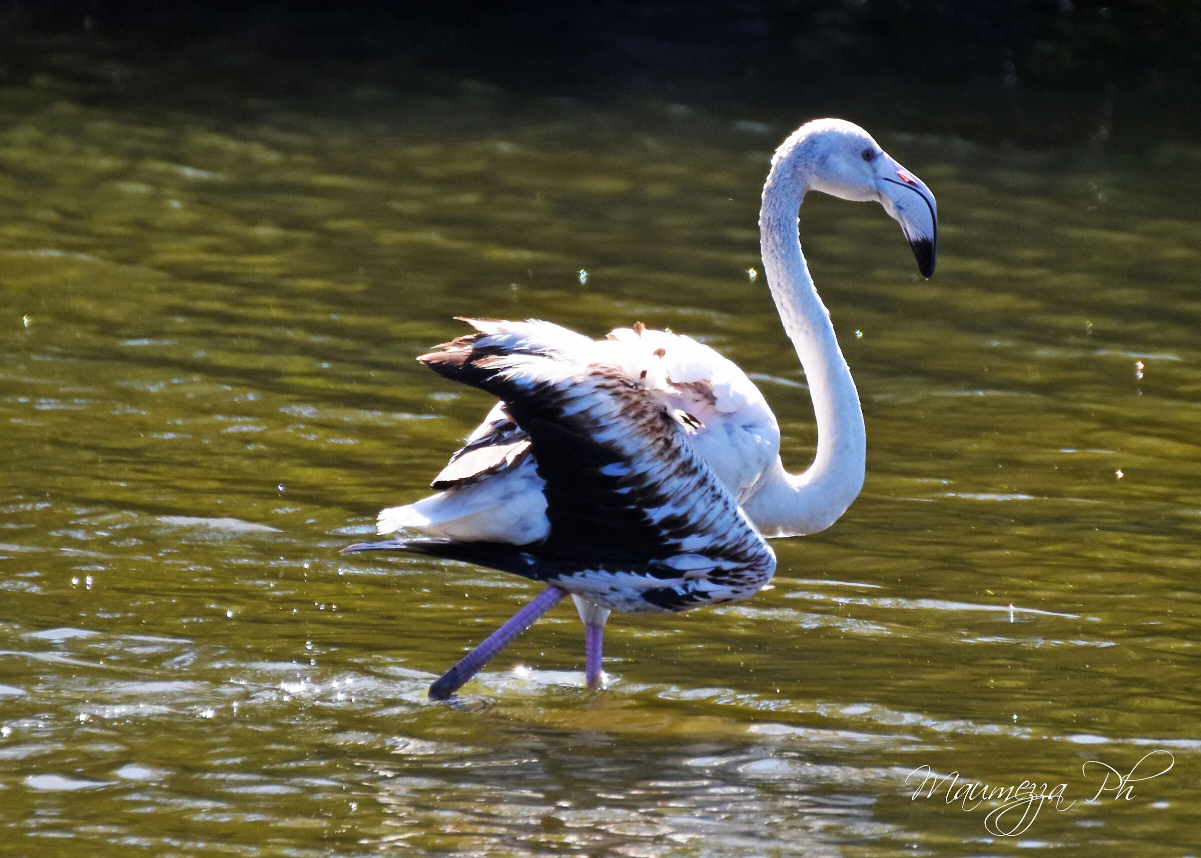 Flamingo on the run...