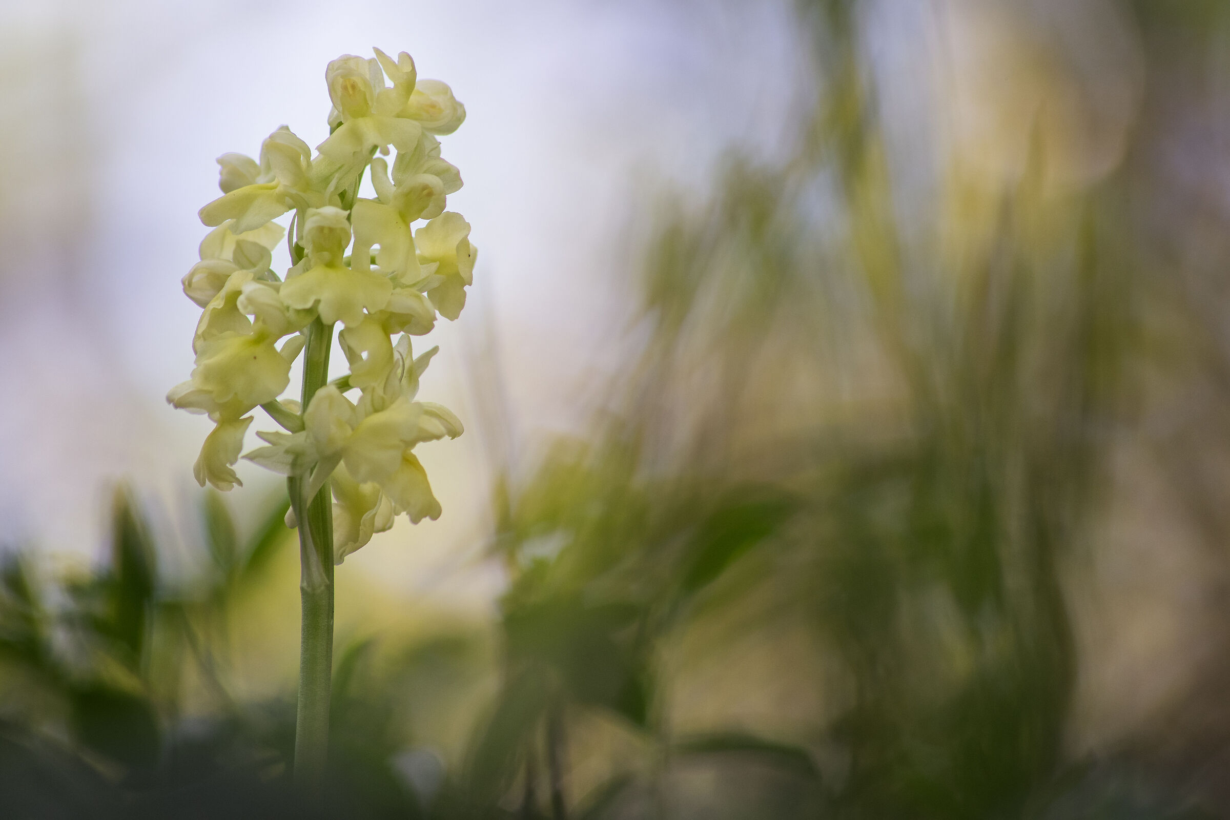 Orchis pallens...