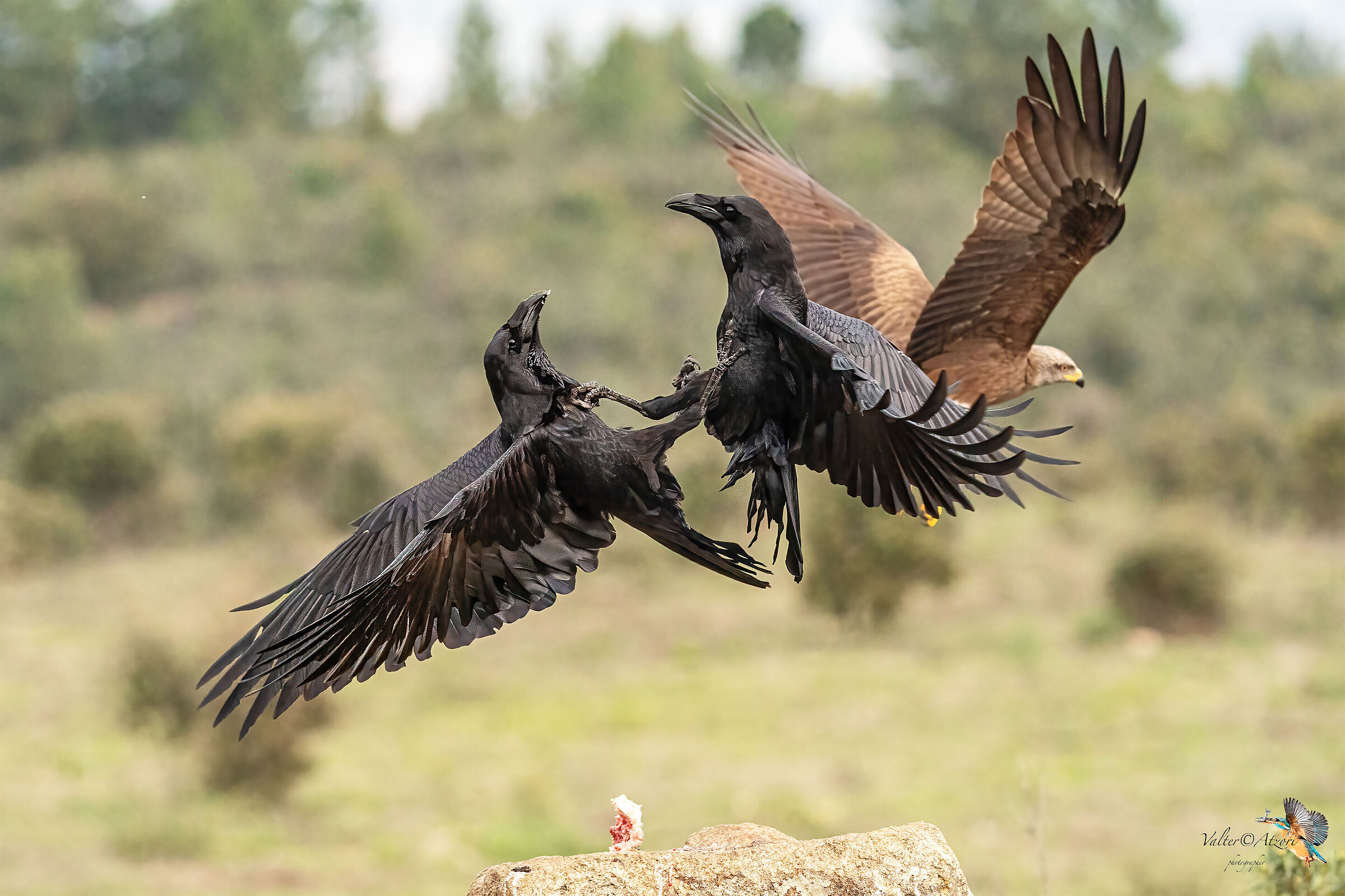 quarrel between imperial crows...