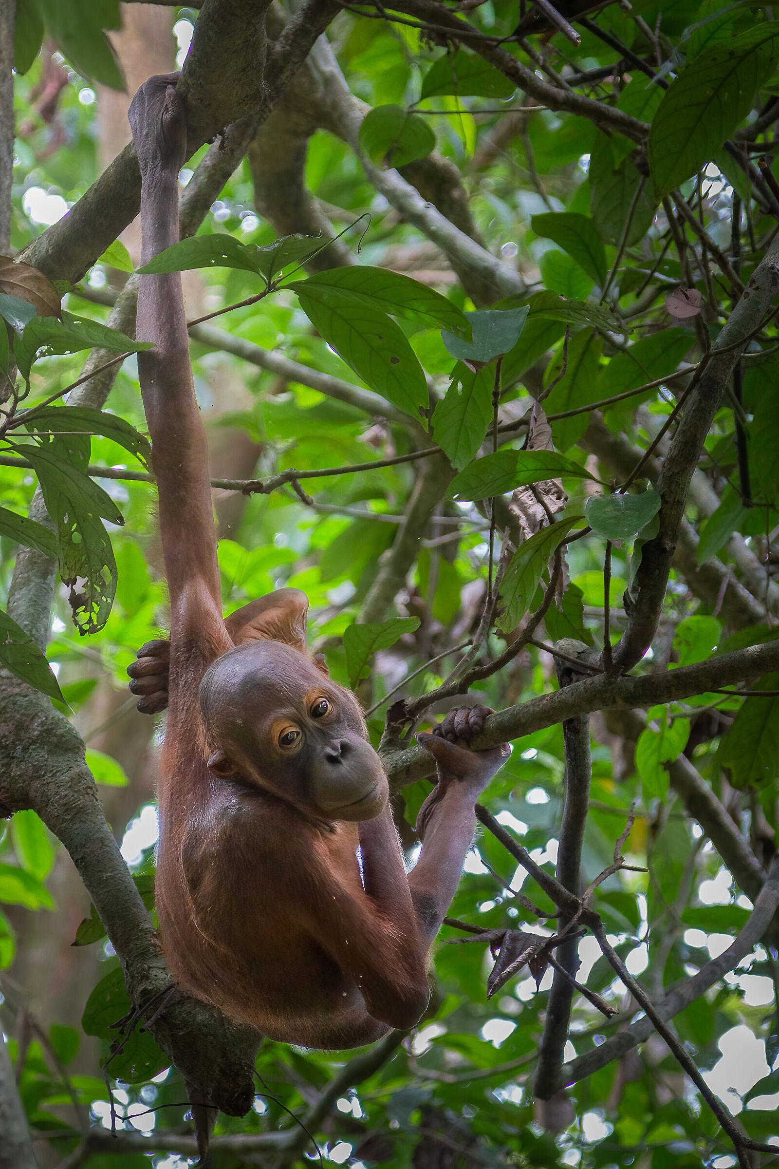 Young Orangutan...