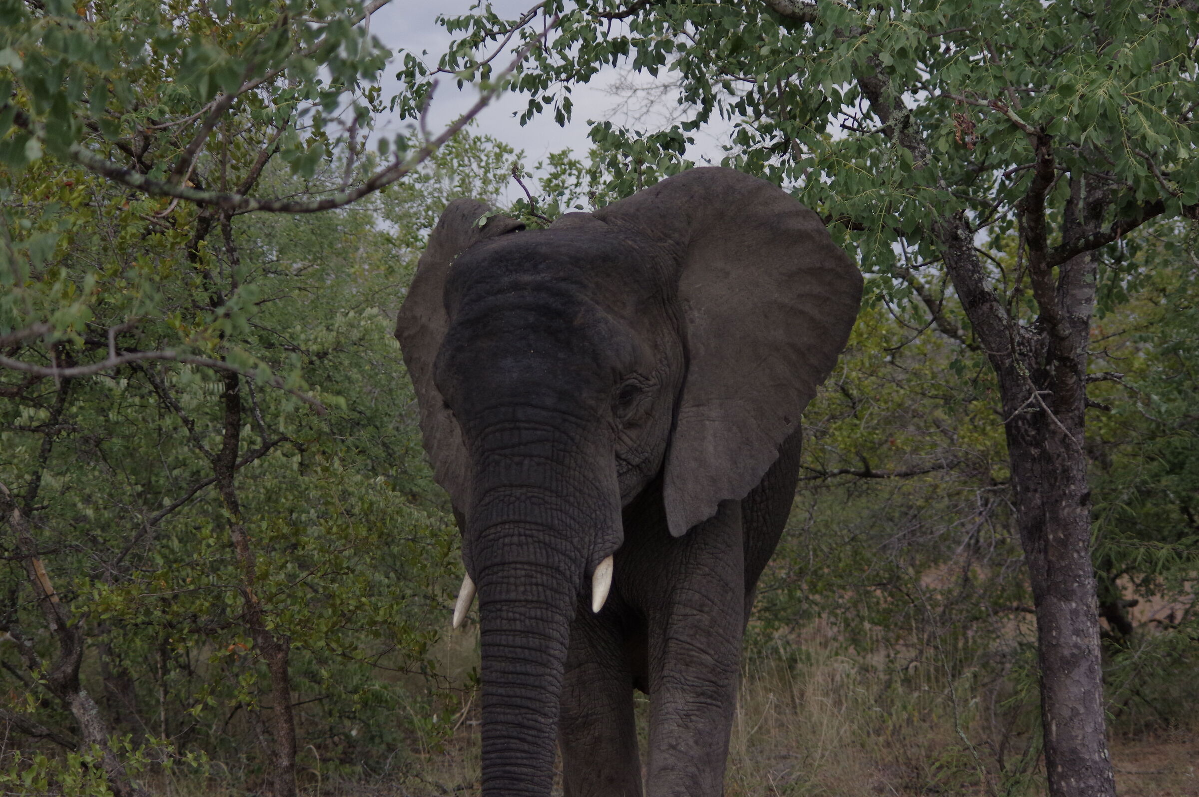 Elephant...