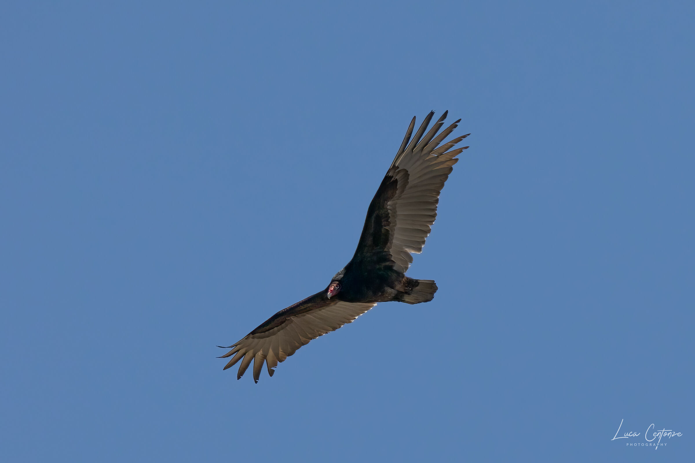 Turkey Vulture (Cathartes aura)...