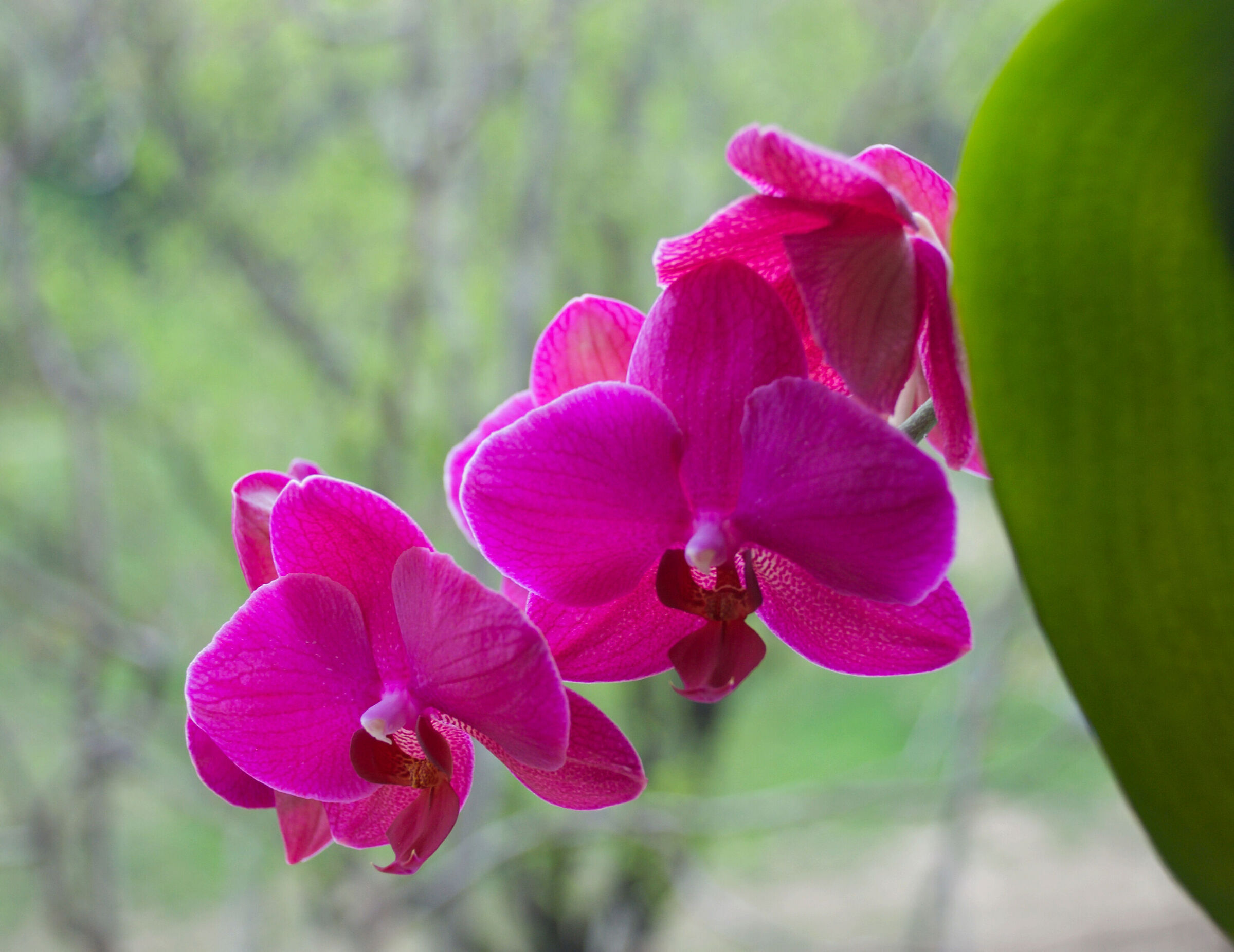 Orchidee curiose...
