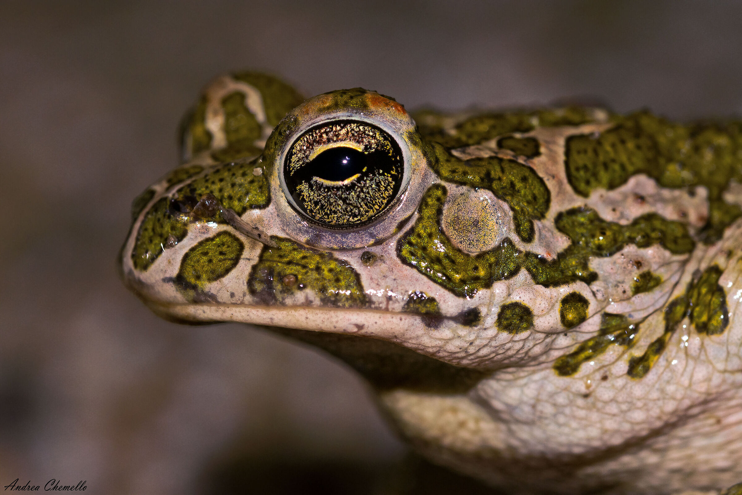 Emerald toad (Bufotes viridis balearicus)...