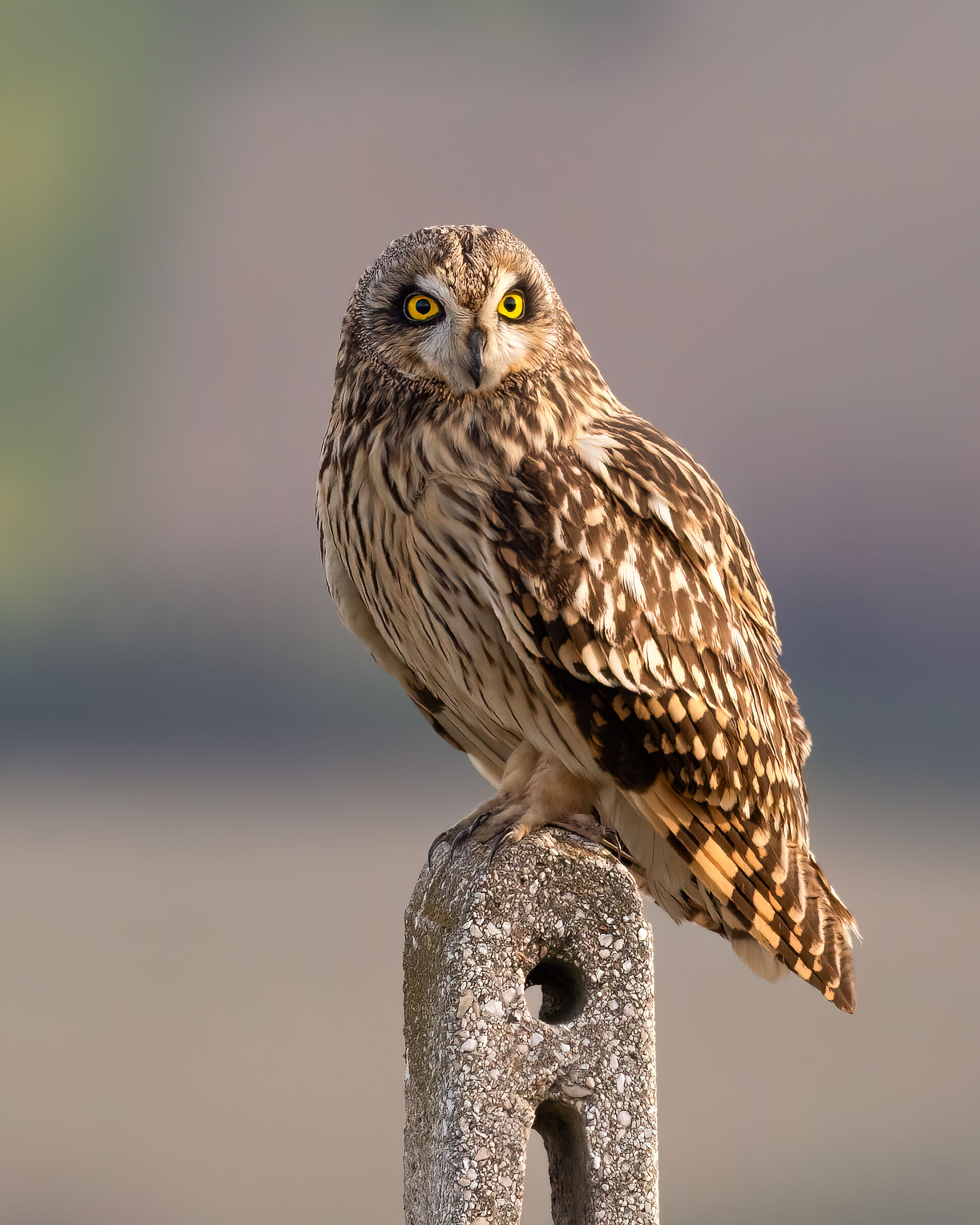 Marsh owl ...