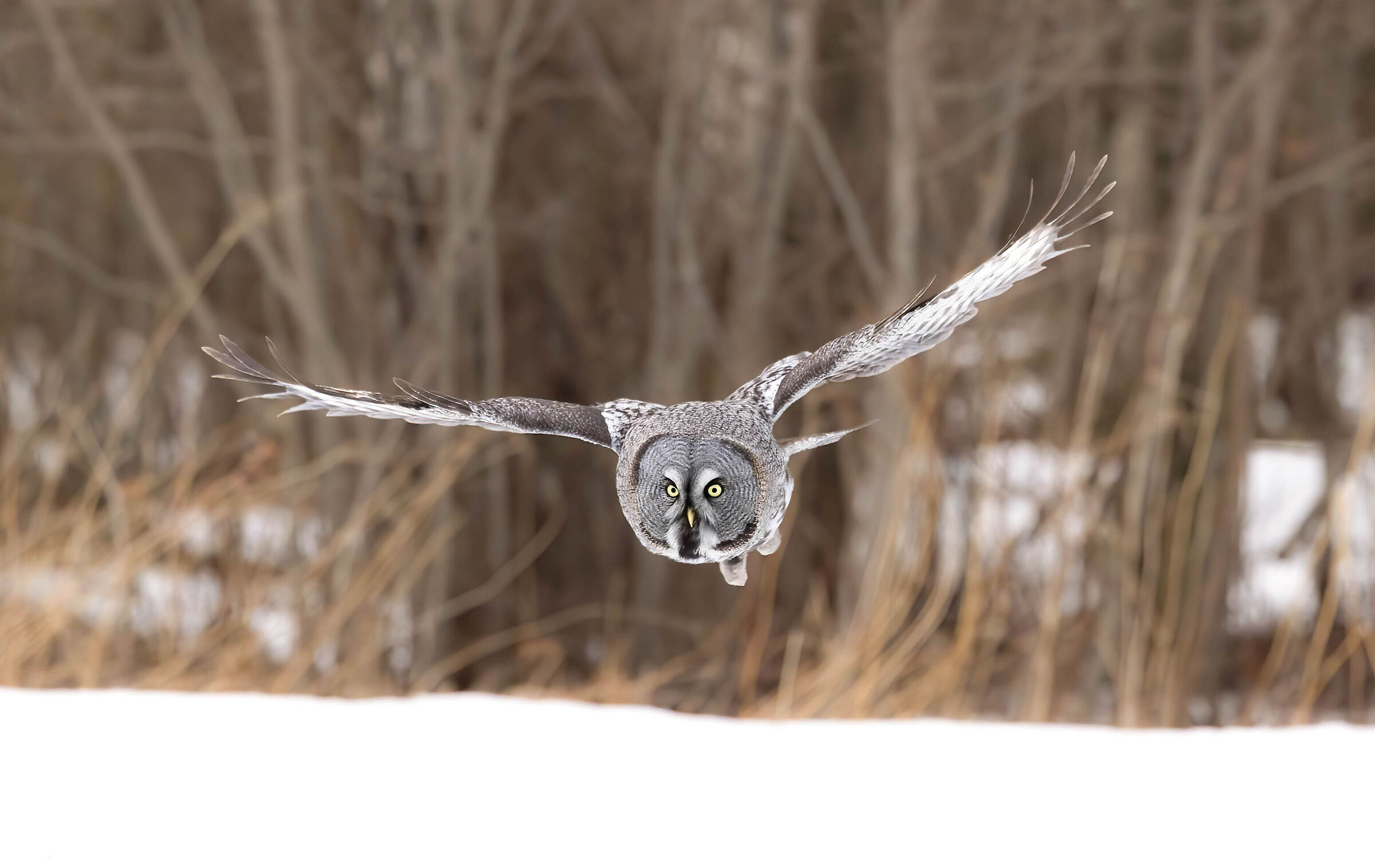 The silent glide of the Lapland owl...