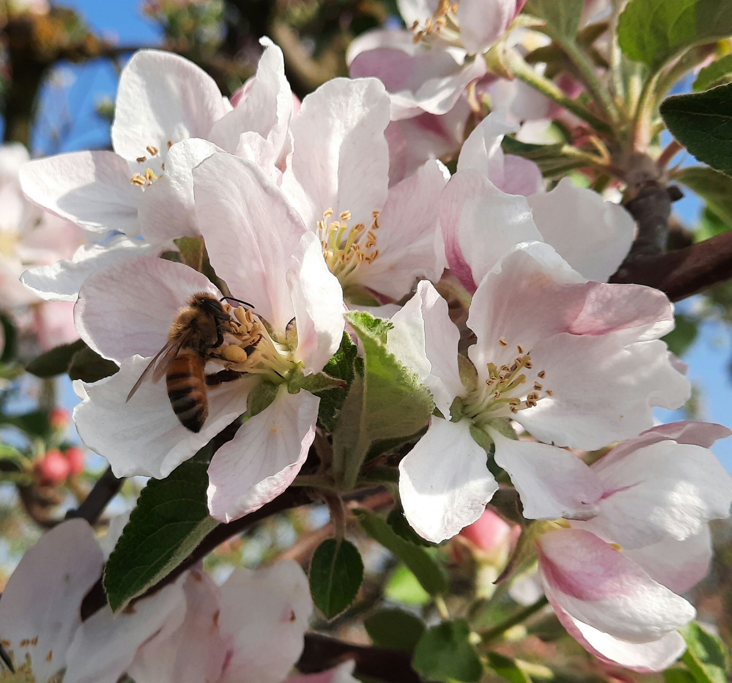 Apple blossoms with bee...