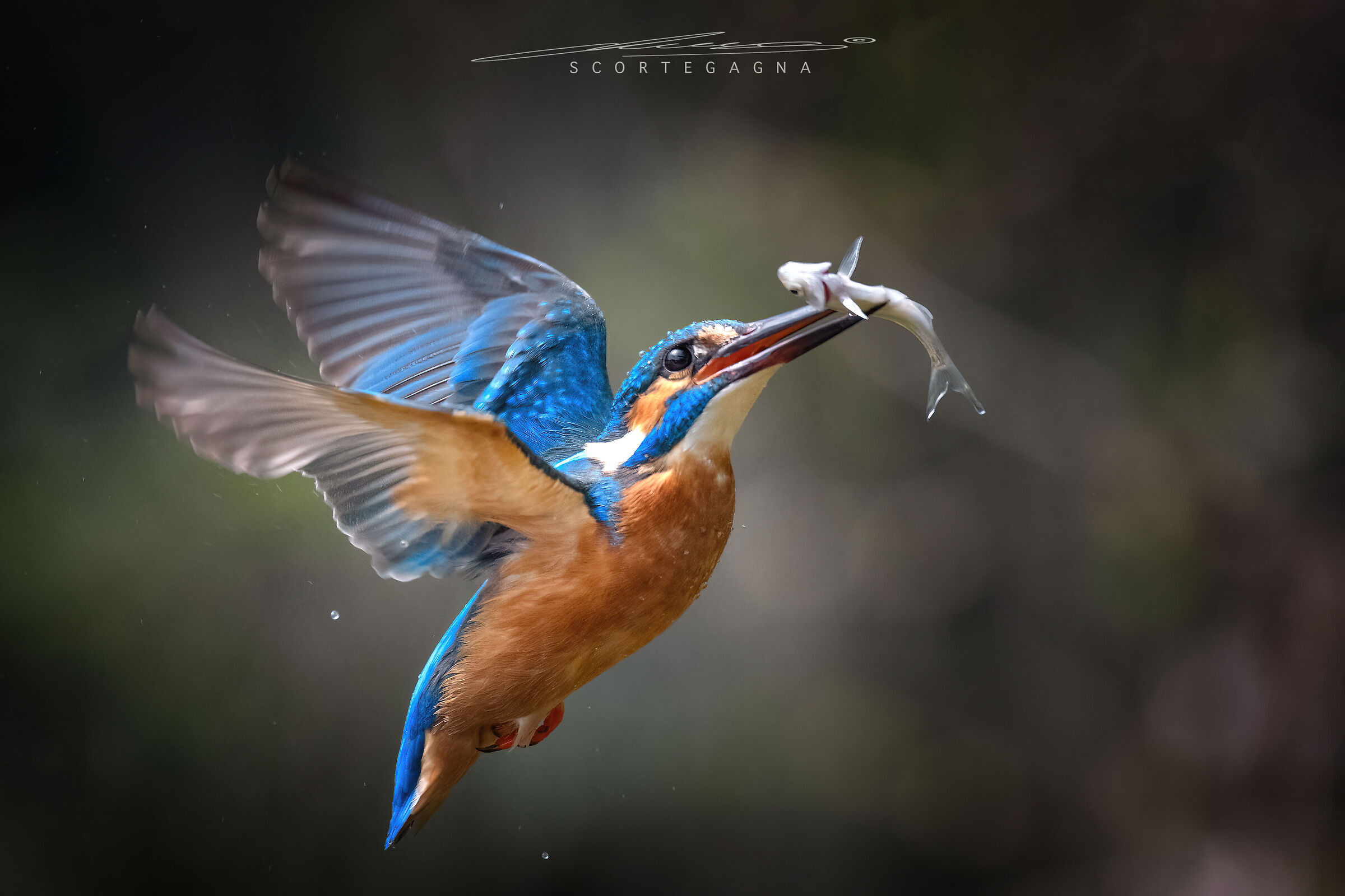 Kingfisher with prey ...
